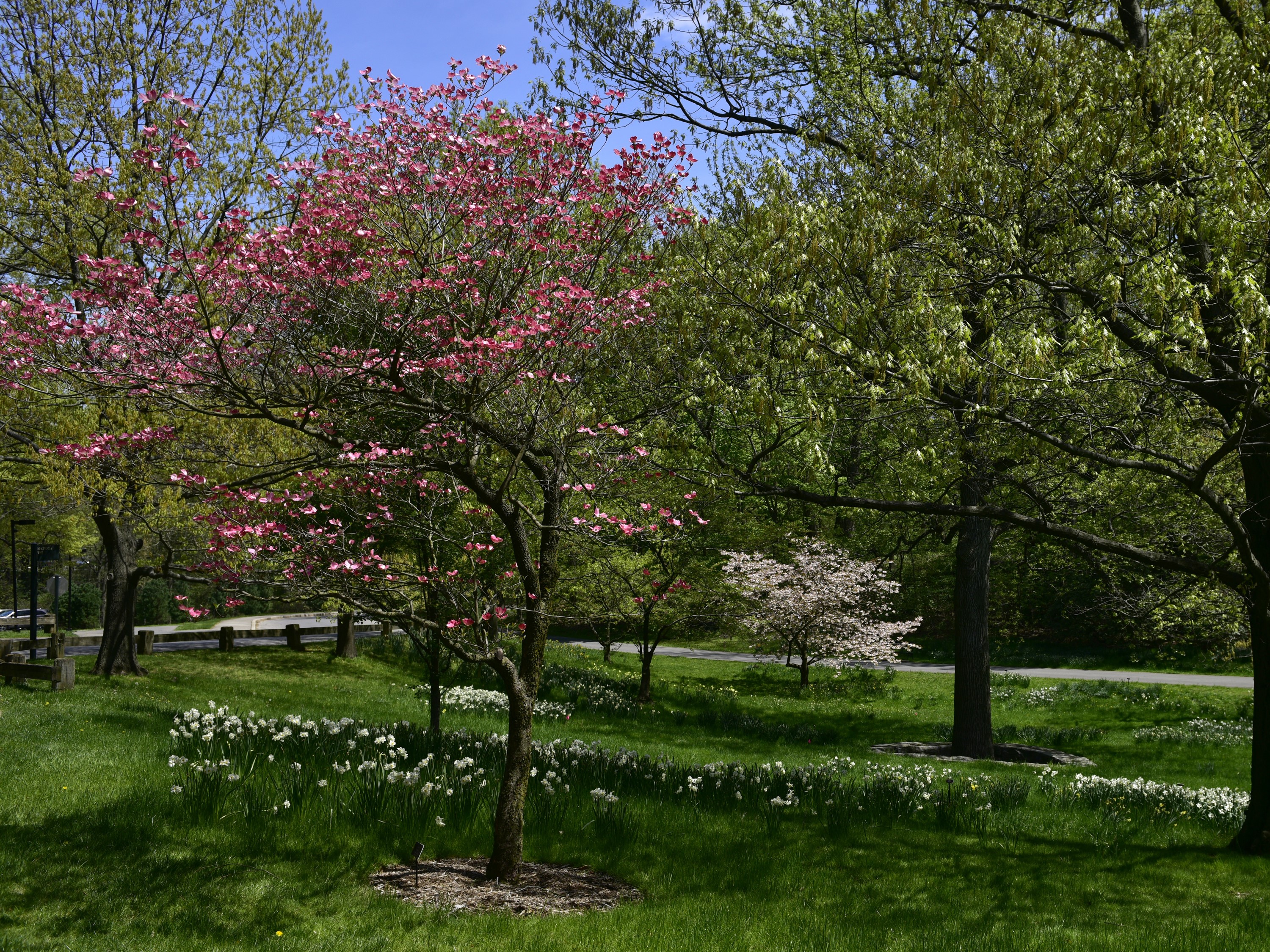 Spring flowering trees and daffodils in a garden HD Wallpaper