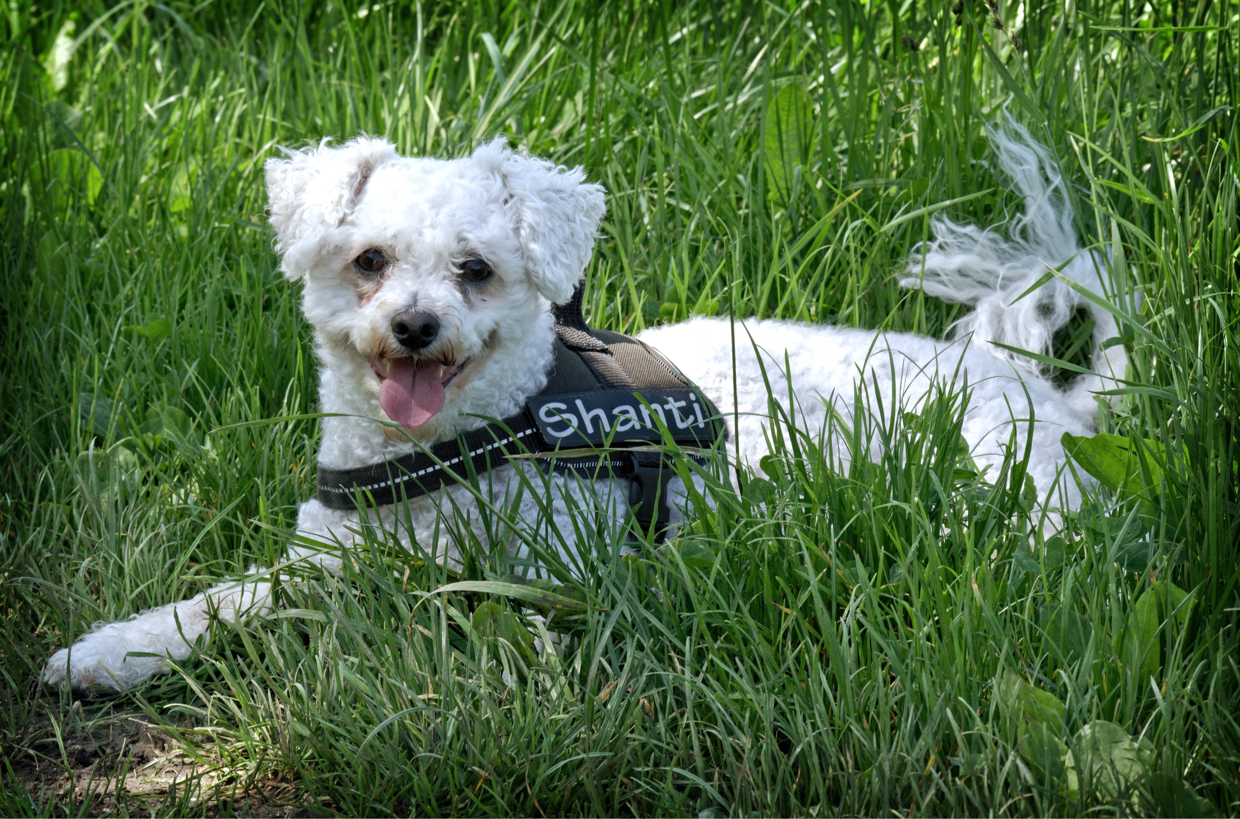 Bichon Frise dog lying in grass HD Wallpaper