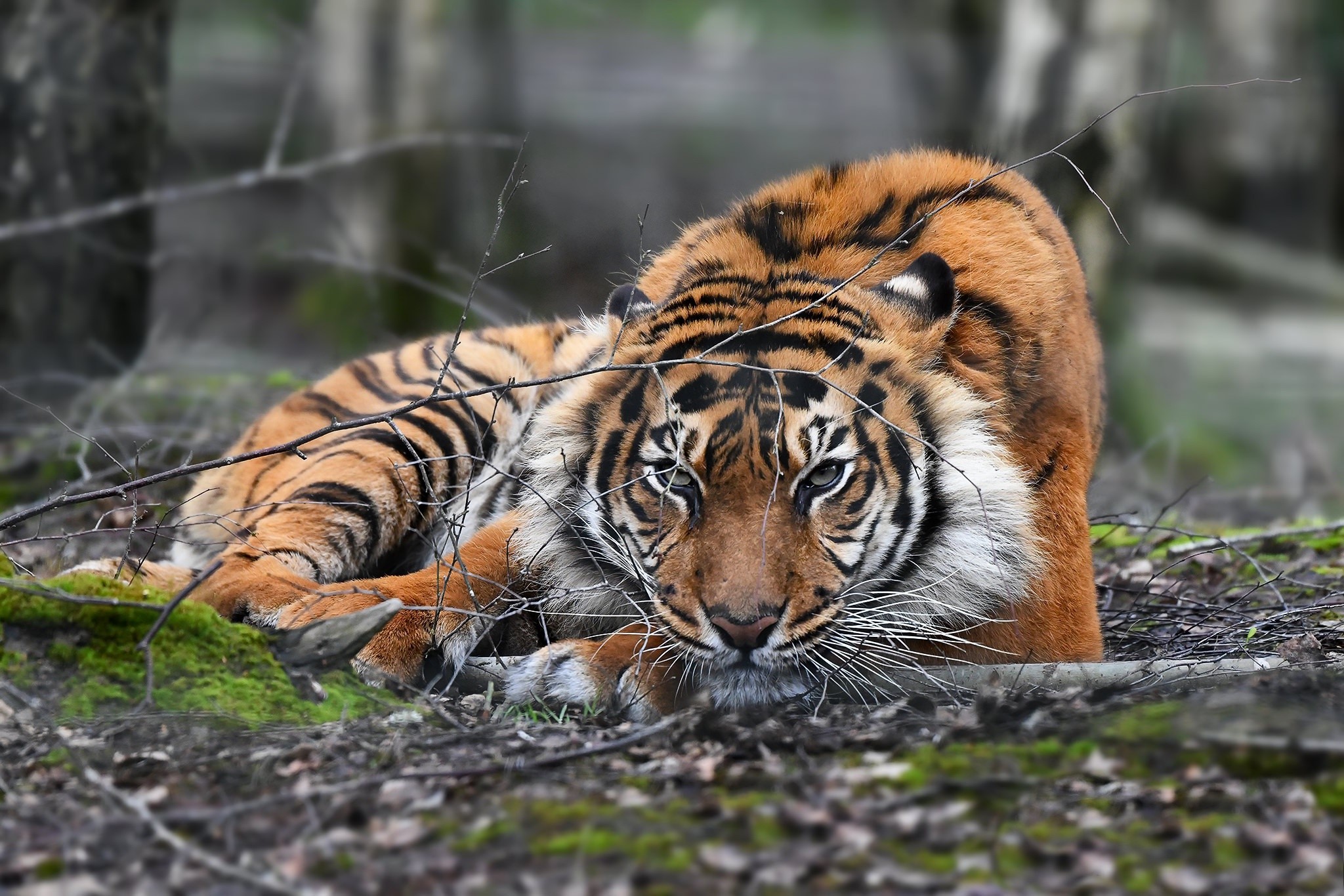 Tiger lying down in a forest HD Wallpaper