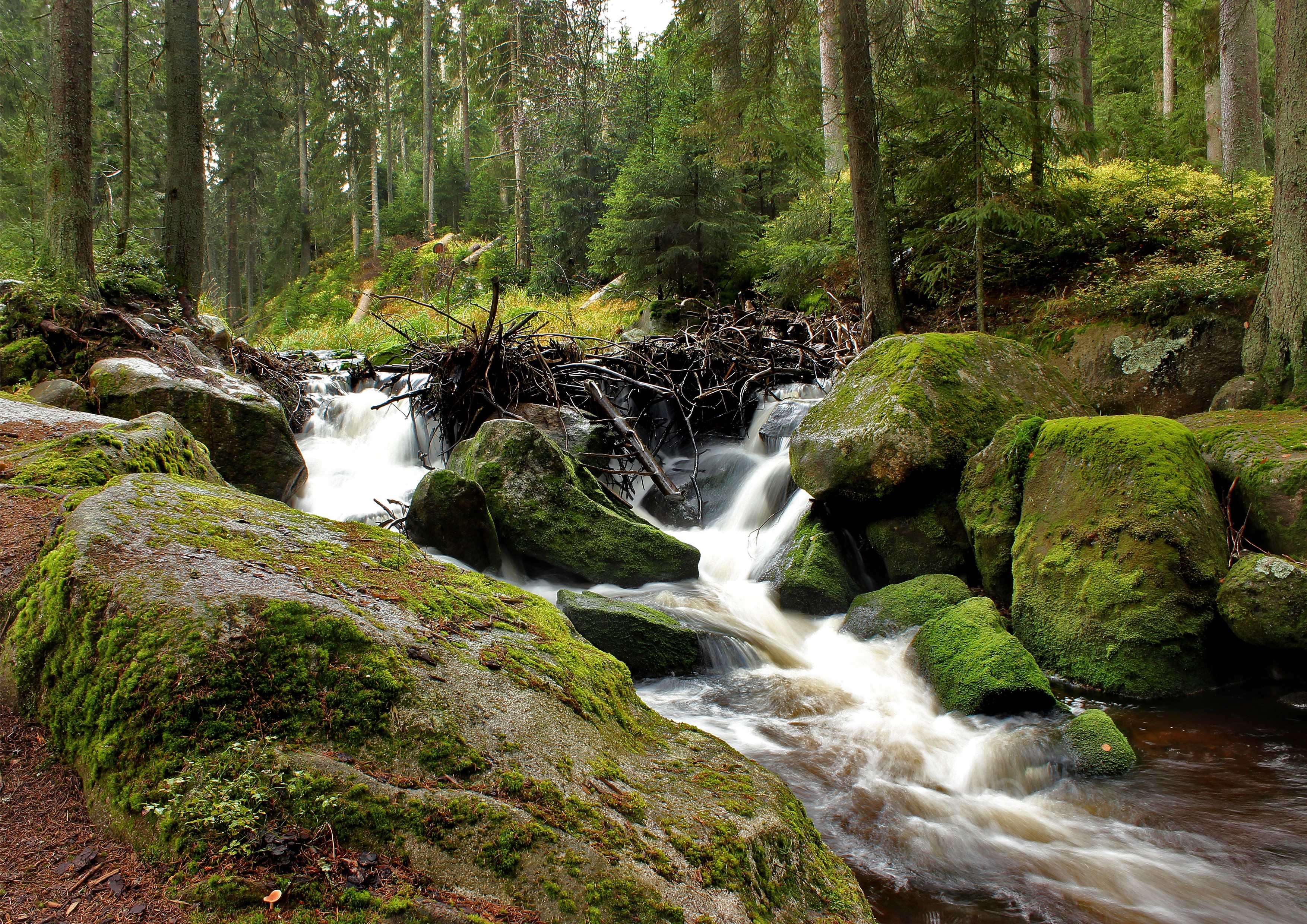 Mossy rocks and beaver dam in a forest stream HD Wallpaper