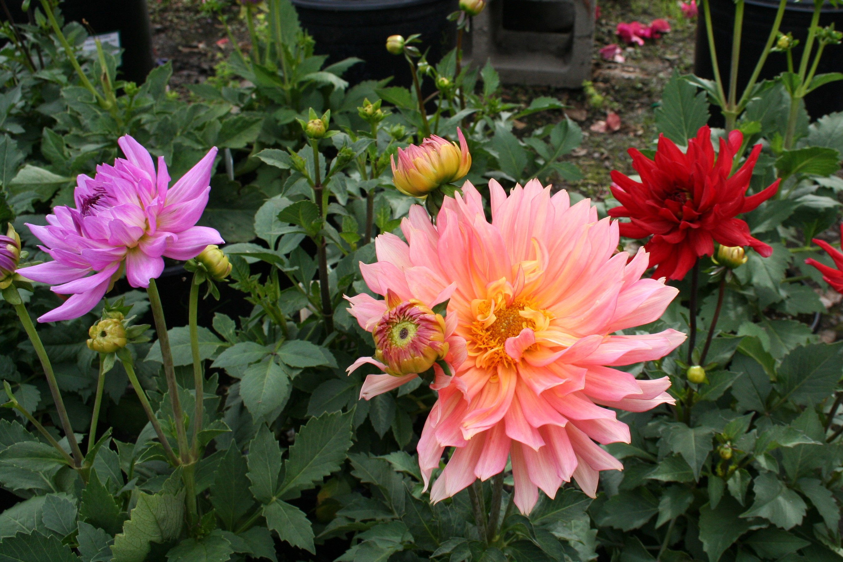 Pink, Peach, and Red Dahlias in Bloom HD Wallpaper