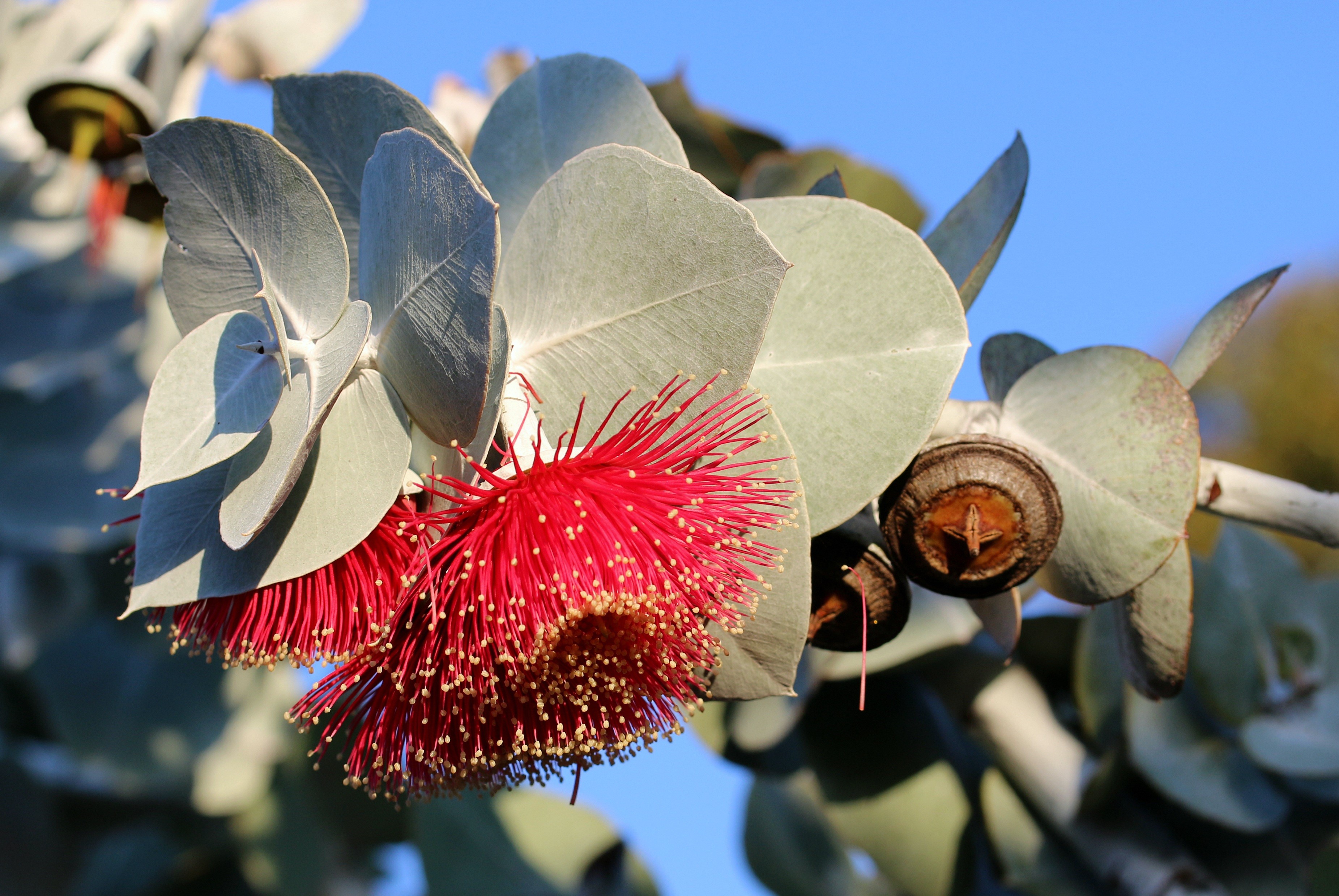 Red Eucalyptus Flower and Buds HD Wallpaper