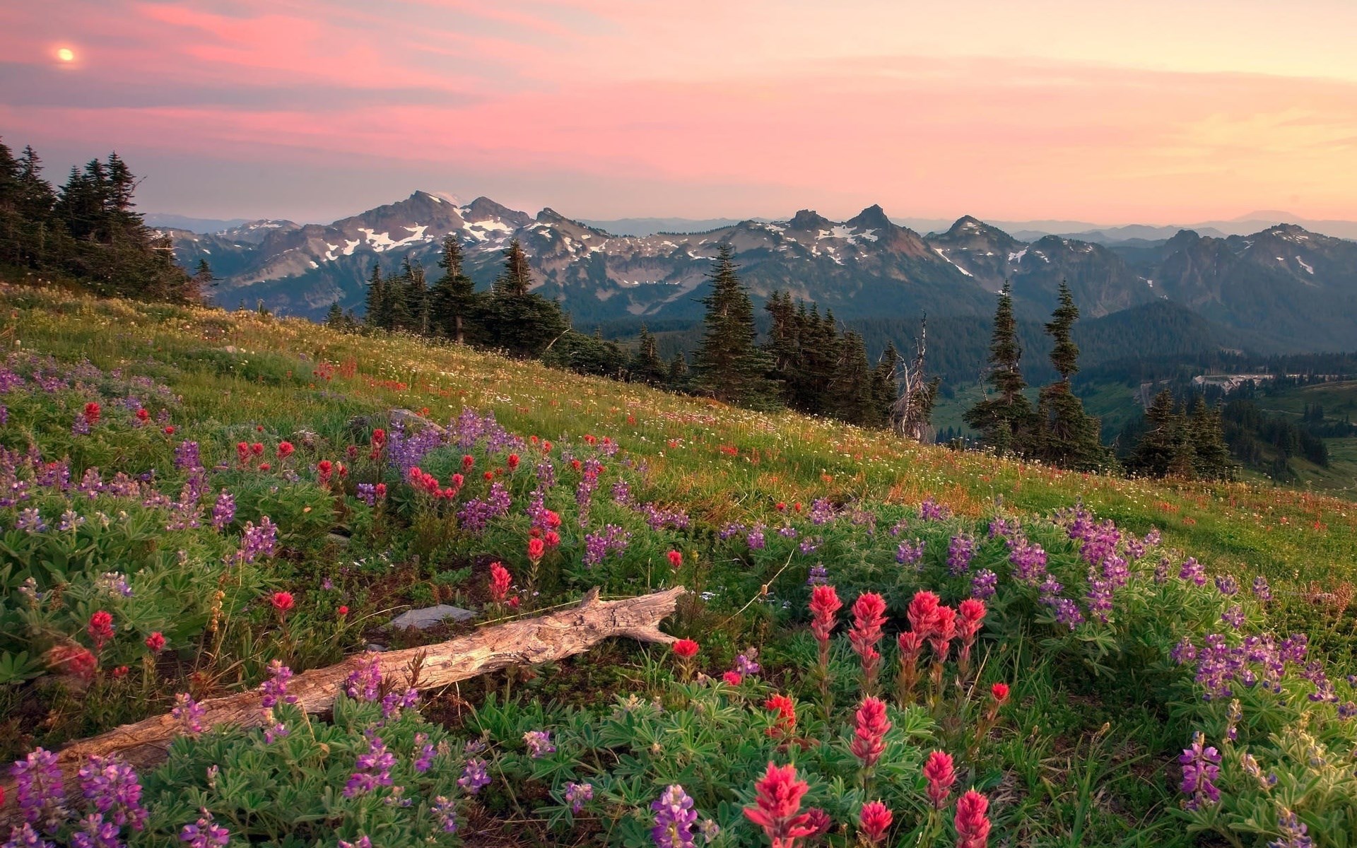 Wildflowers on a mountain slope at sunset HD Wallpaper