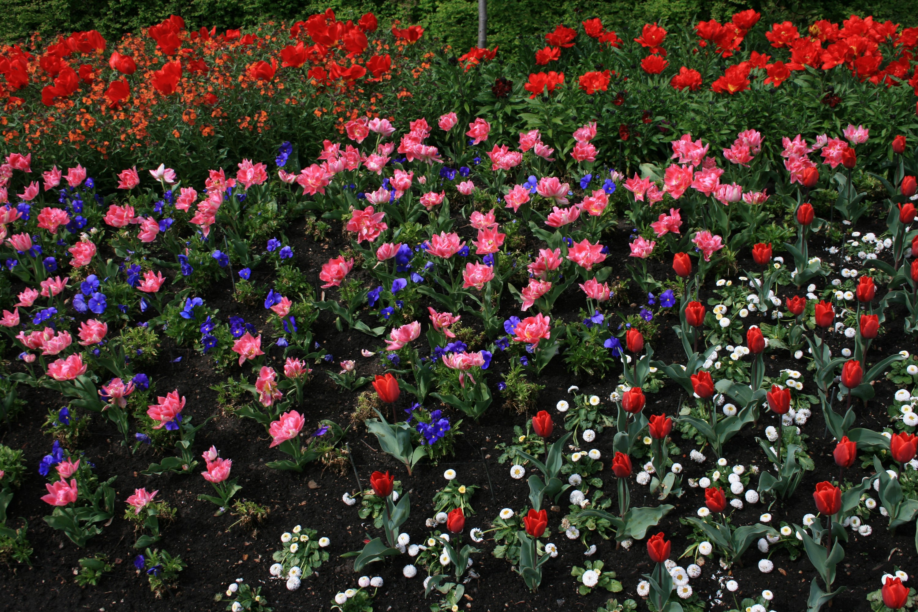 Flower bed with red, pink, and blue tulips and daisies HD Wallpaper
