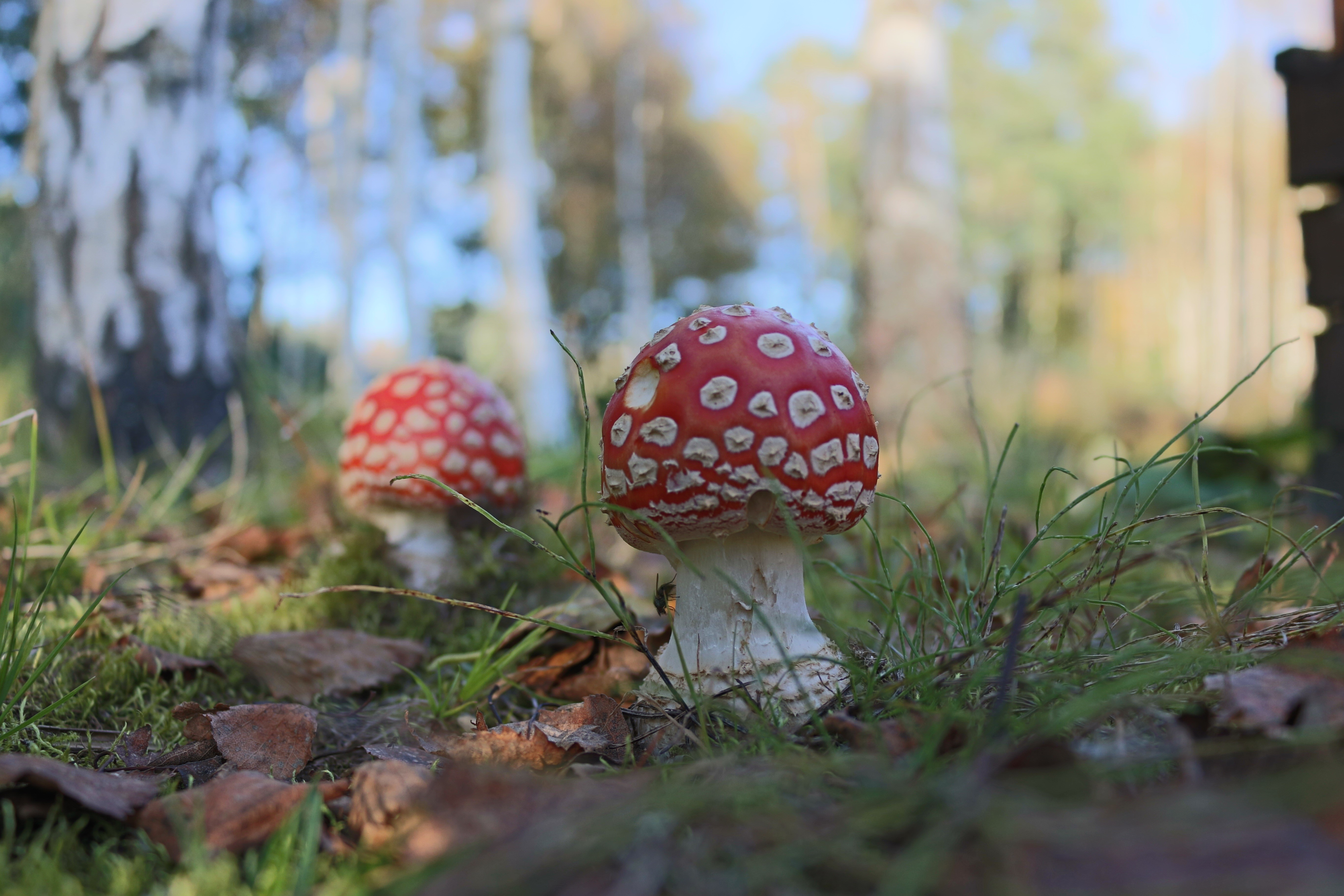 Two Fly Agaric mushrooms in a forest HD Wallpaper