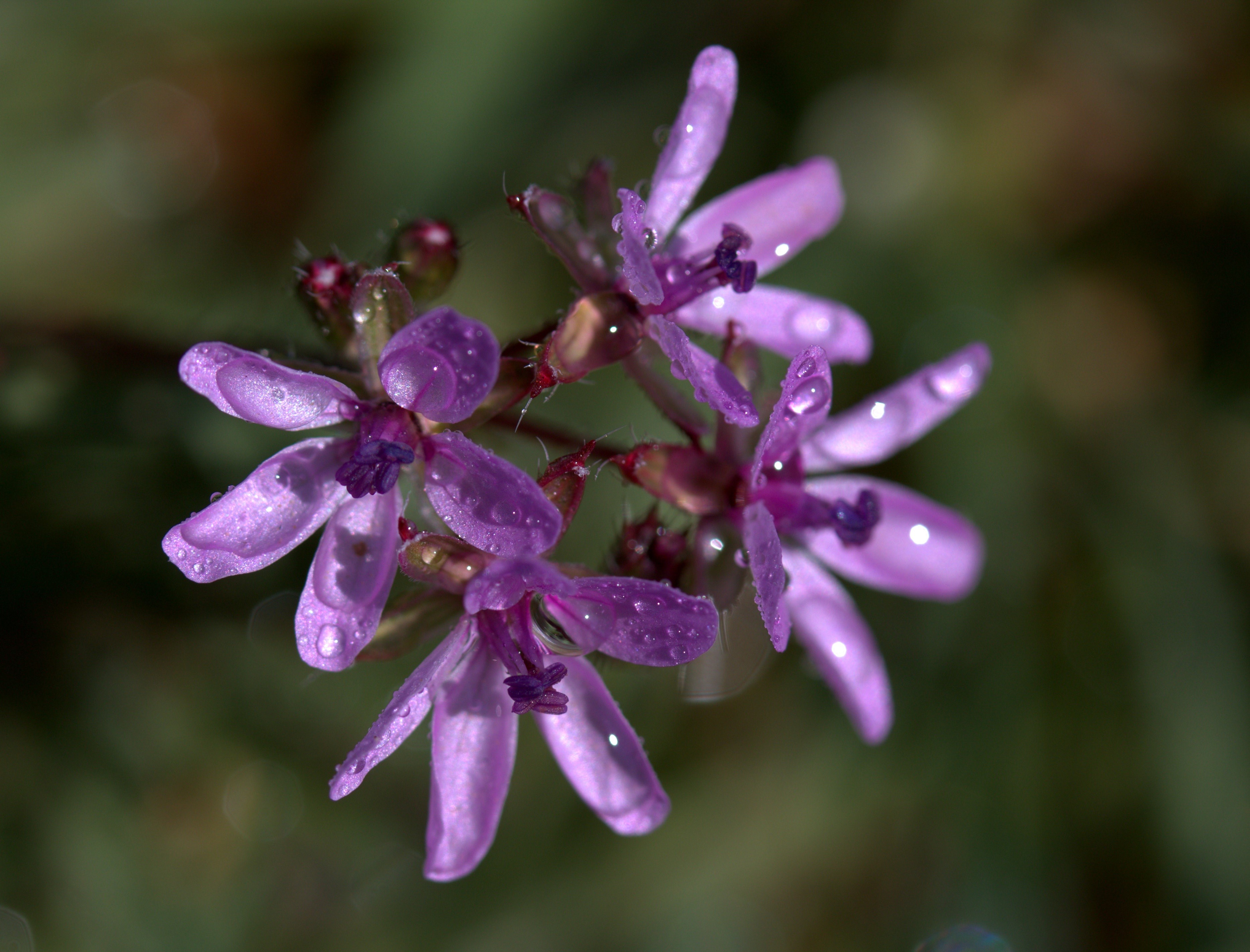 Purple Petrea flowers with water drops HD Wallpaper