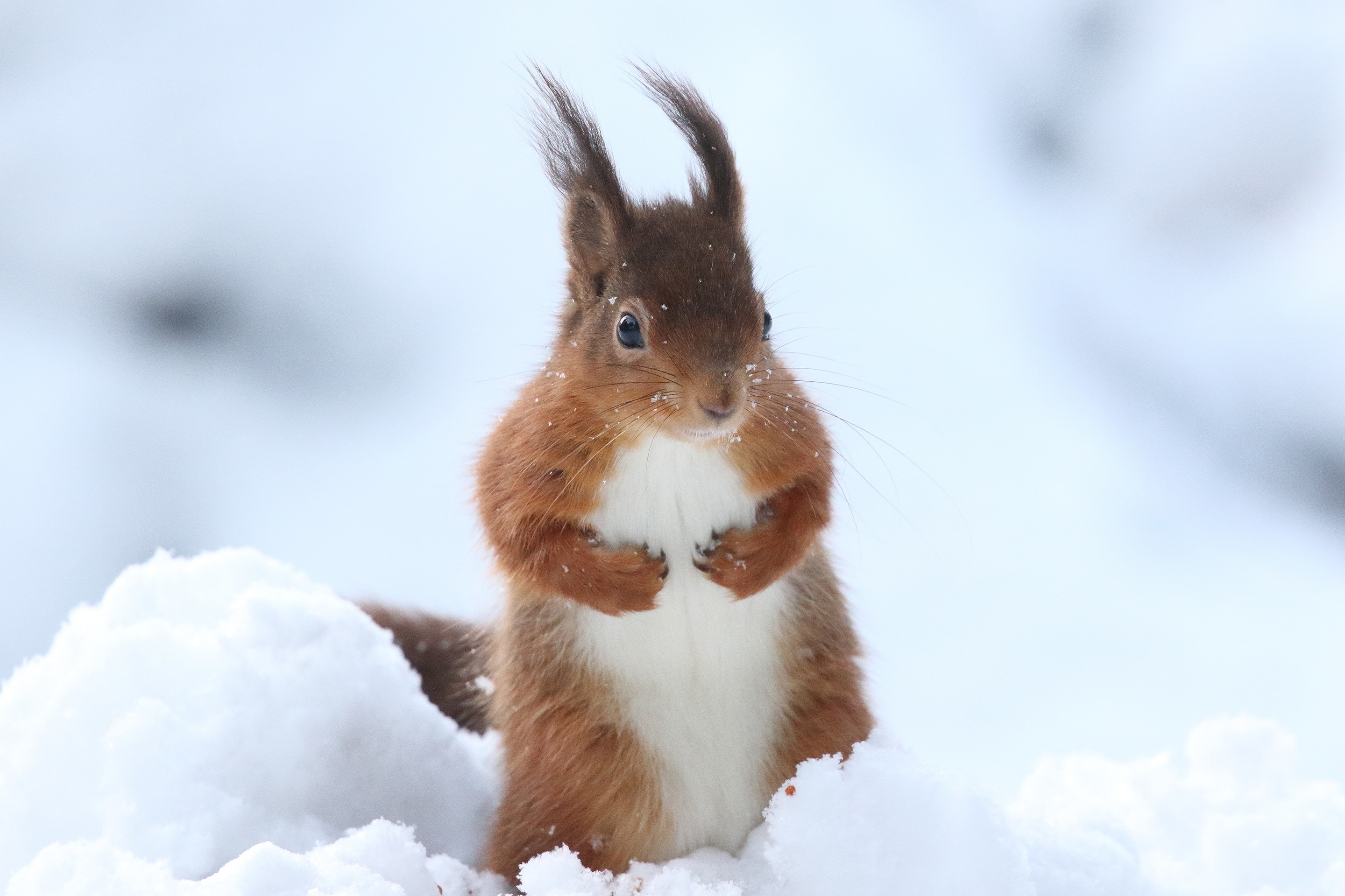 Red squirrel in the snow HD Wallpaper