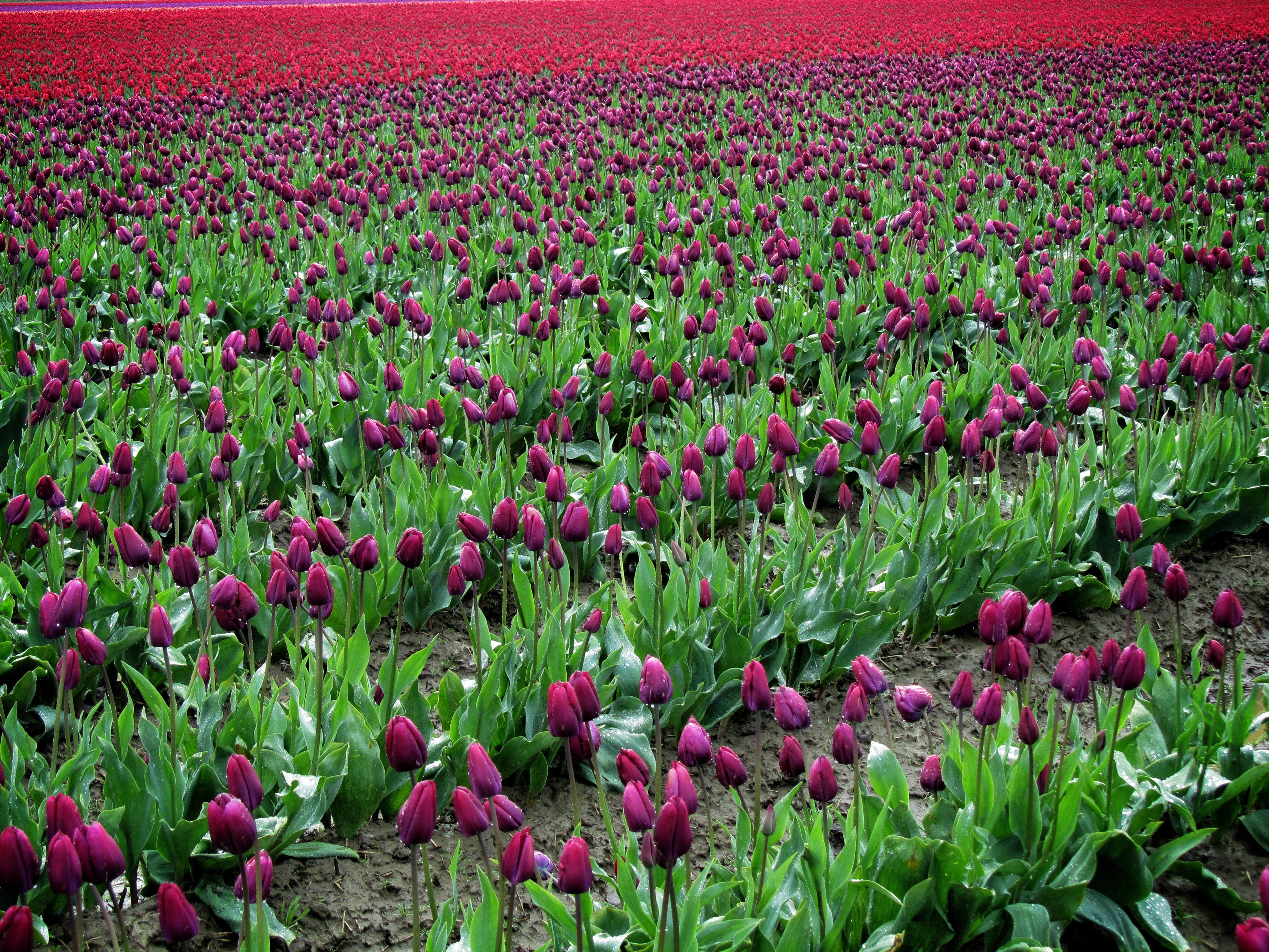 Field of purple and red tulips HD Wallpaper