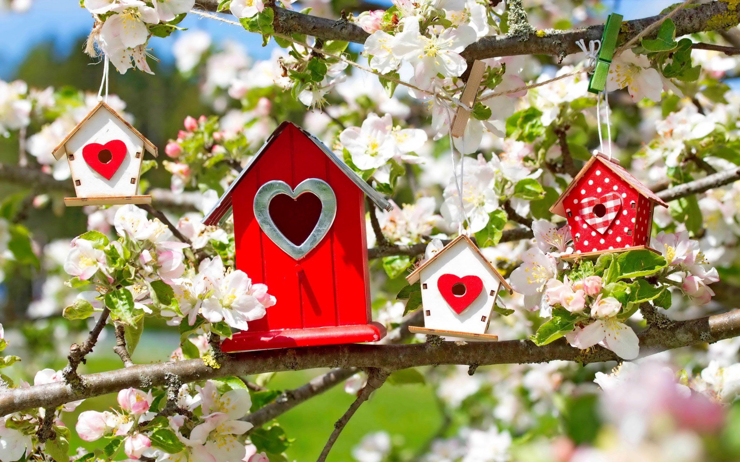 Decorative birdhouses hanging on blooming tree branches HD Wallpaper