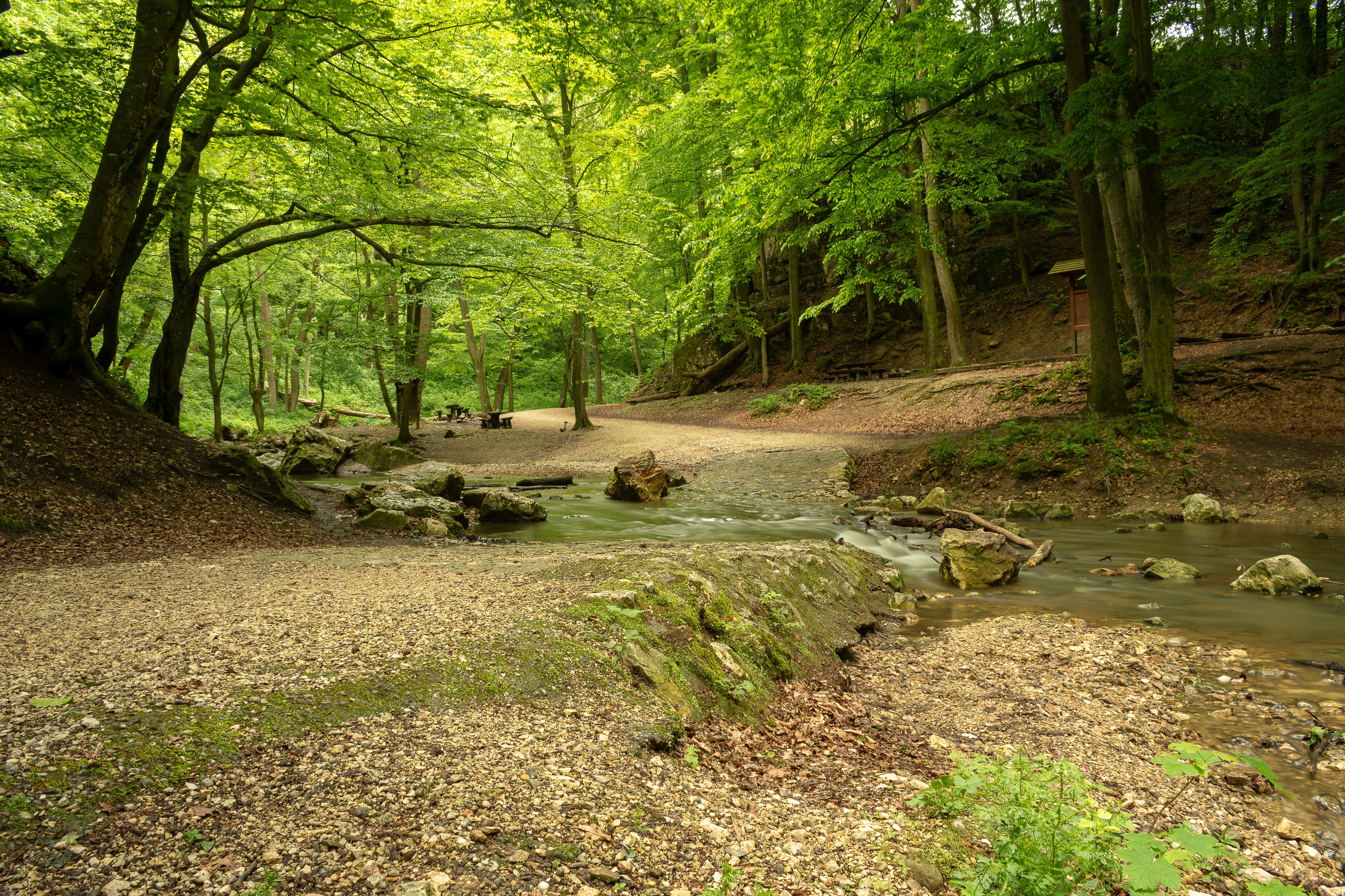 Forest with a stream and stones HD Wallpaper