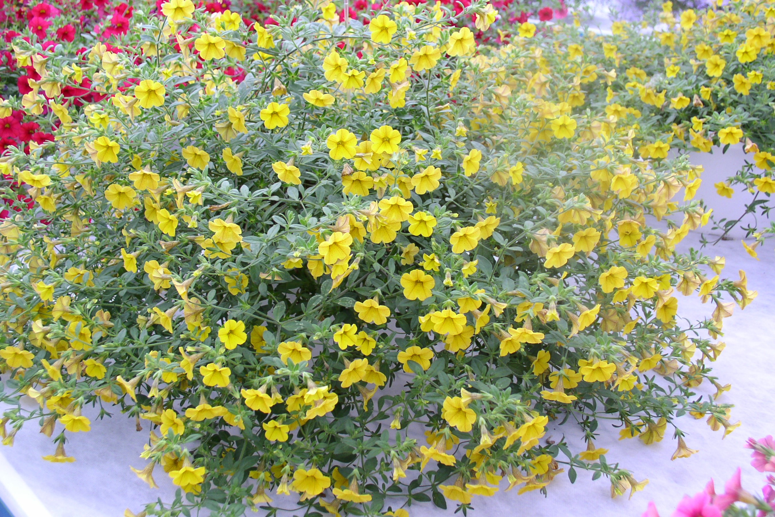 Yellow Calibrachoa flowers HD Wallpaper