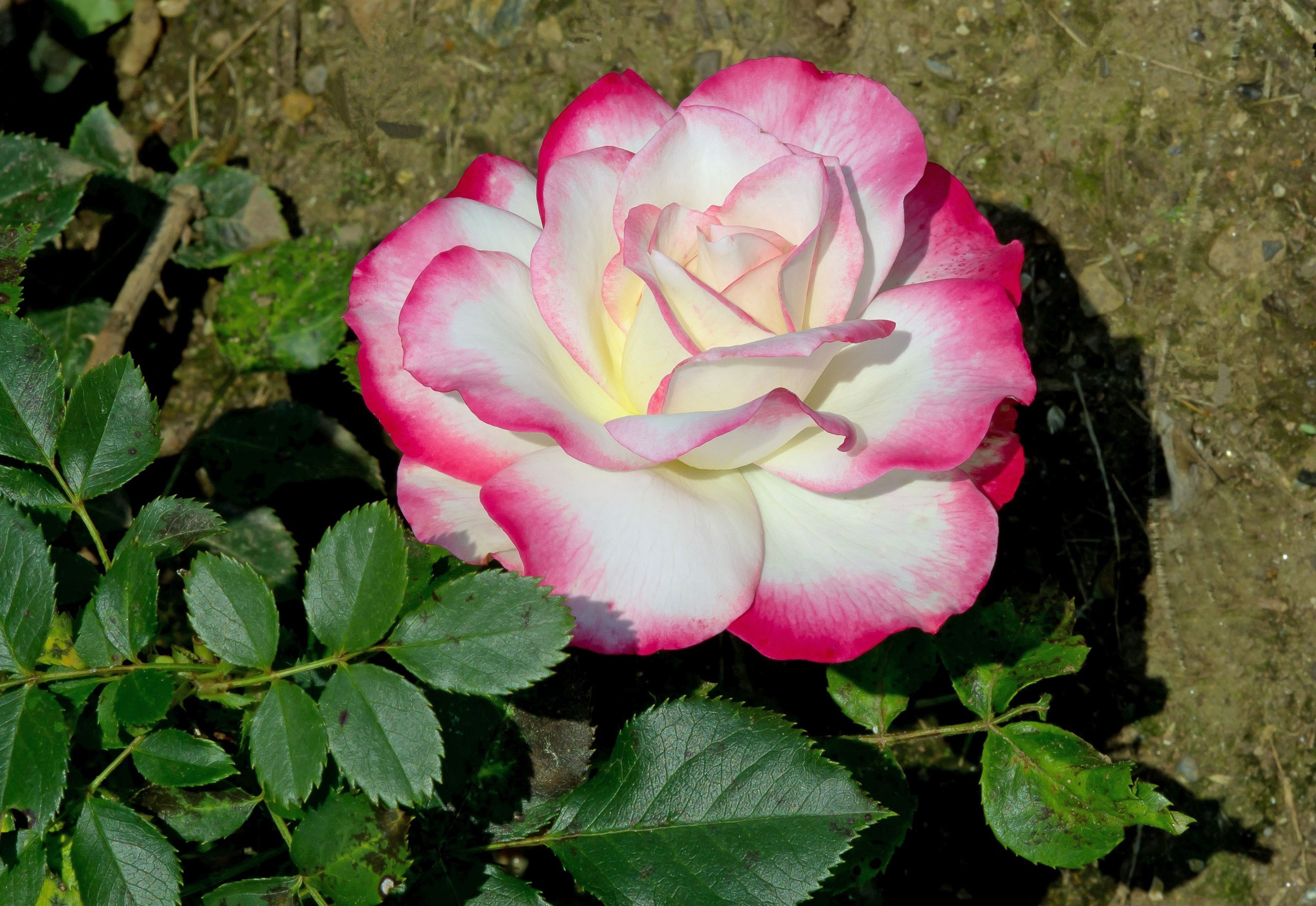 Close-up of a bicolor rose with pink edges HD Wallpaper