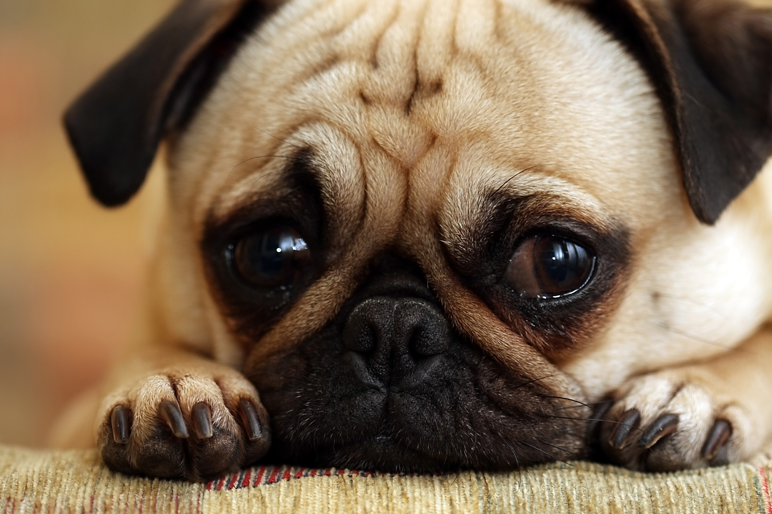 Close-up of a sad pug puppy with its paws resting on a couch HD Wallpaper
