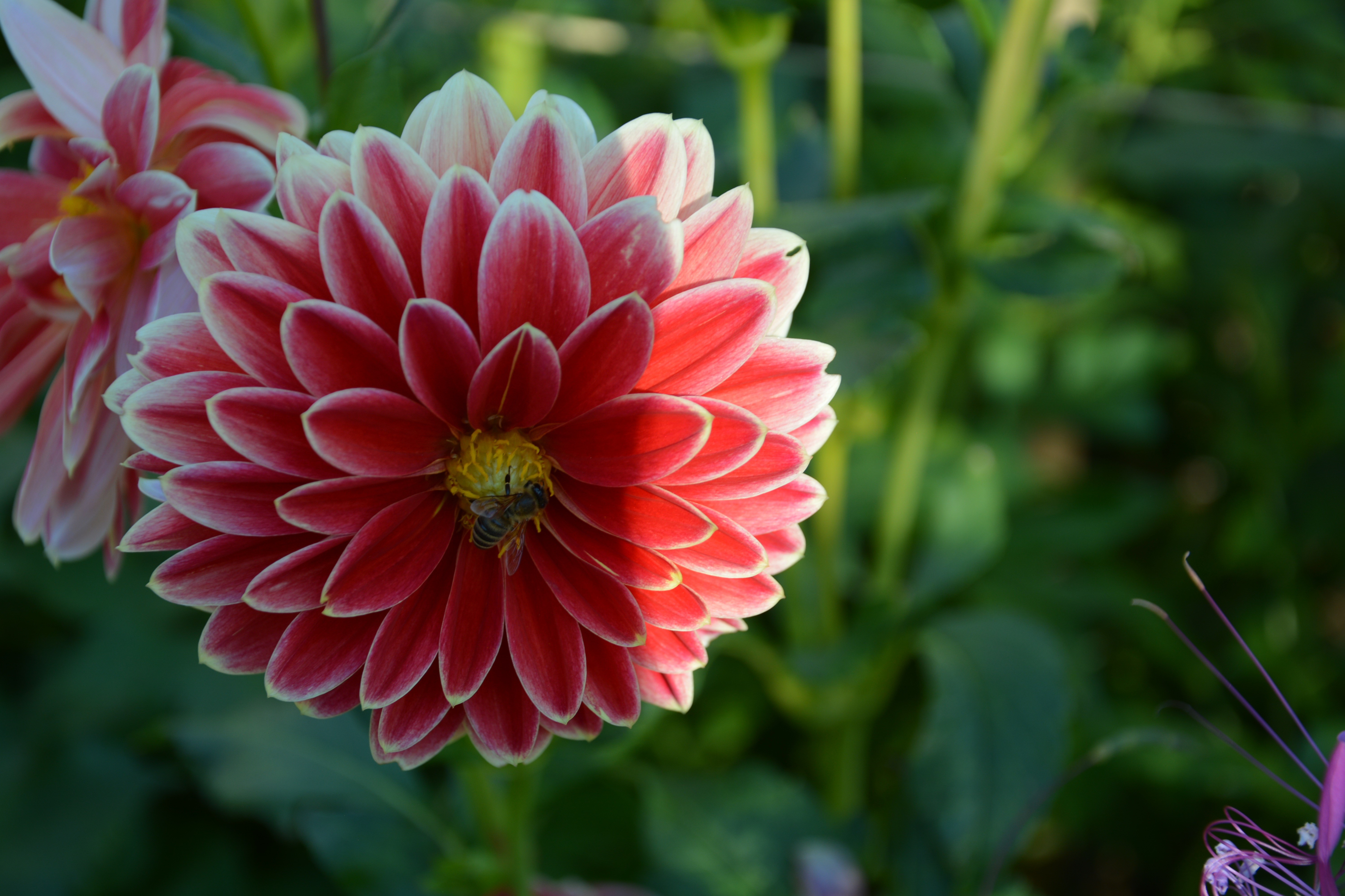 Dahlias with a bee HD Wallpaper