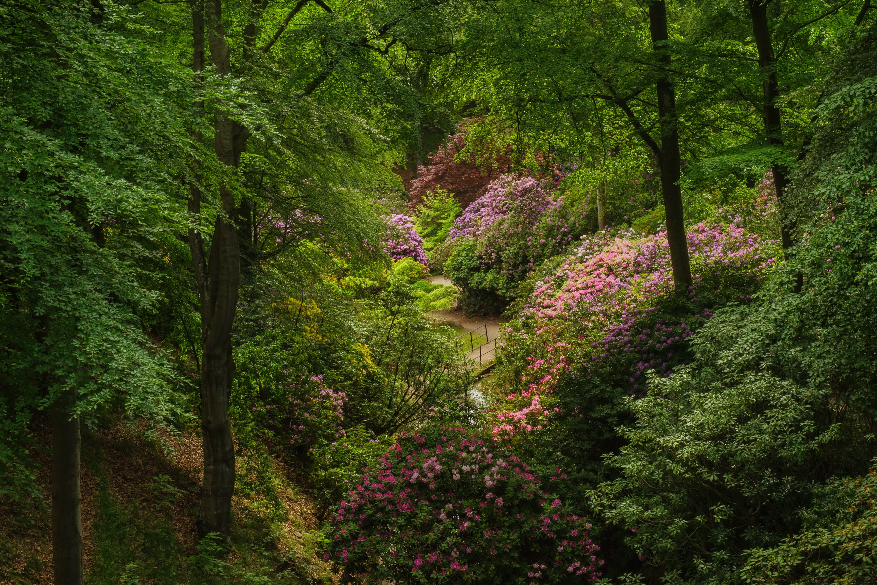 Sofiero Castle Park Sweden Rhododendron Shrubs Trees HD Wallpaper