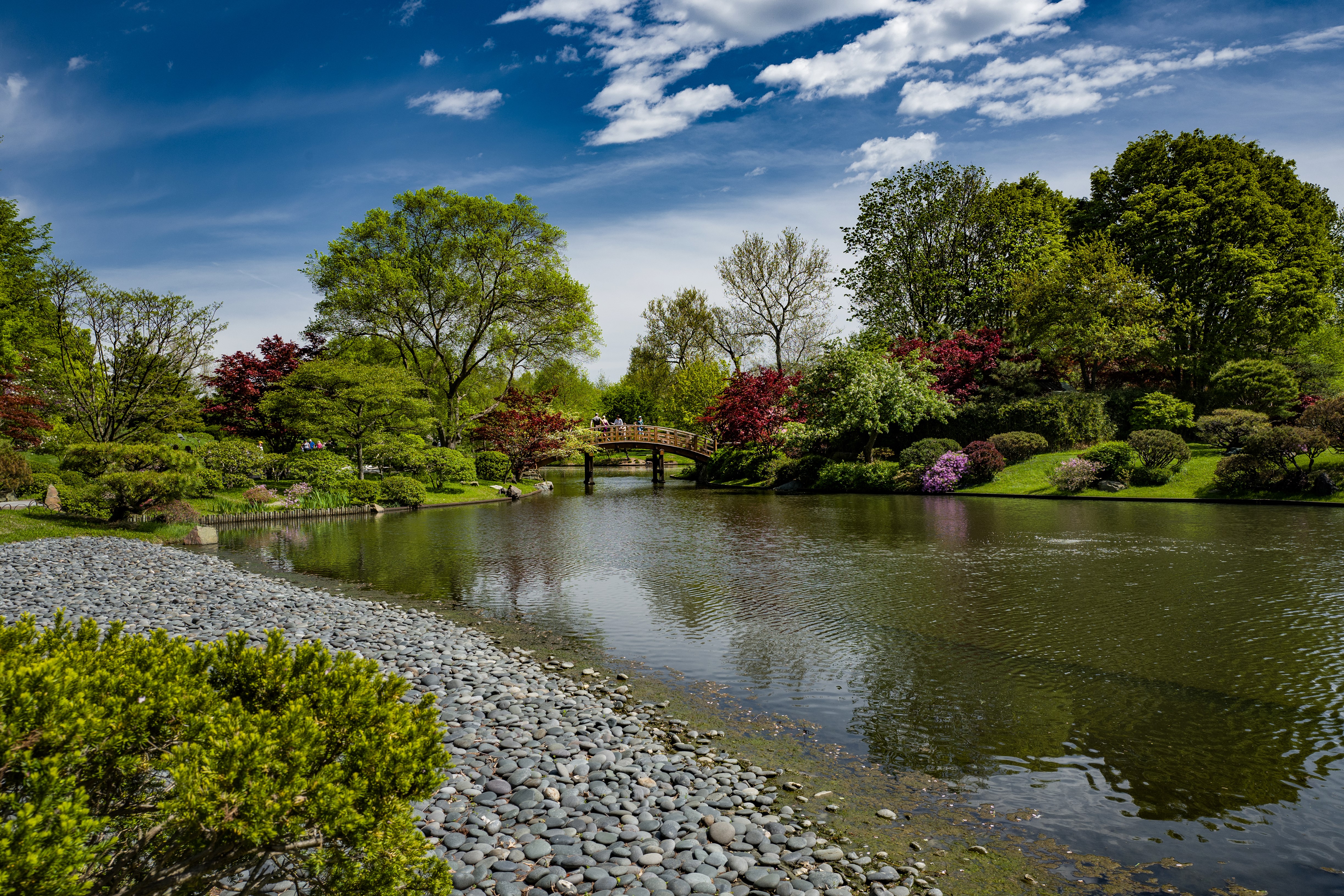 Missouri Botanical Garden Pond with Bridge and Trees HD Wallpaper