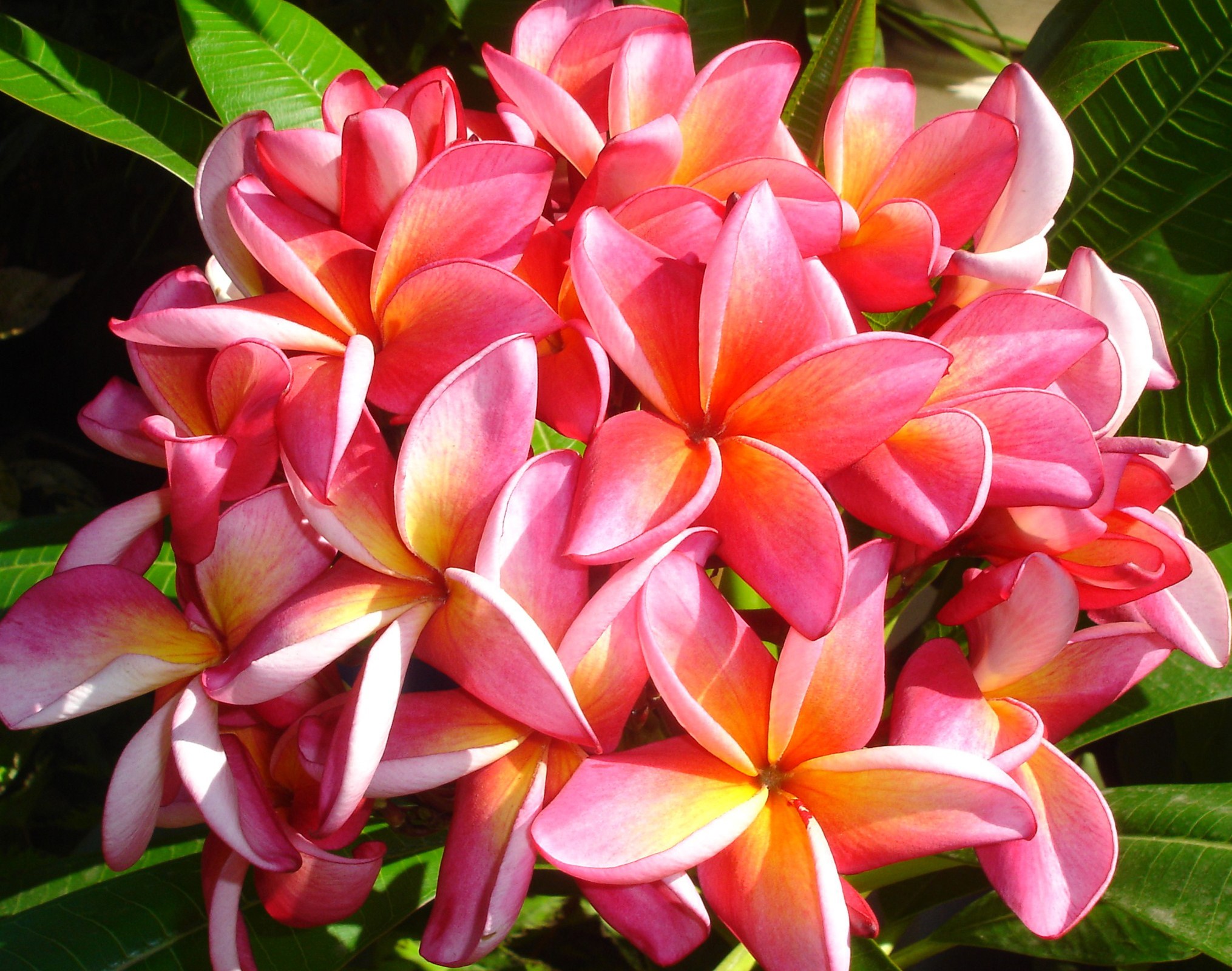 Pink and yellow Plumeria flowers HD Wallpaper