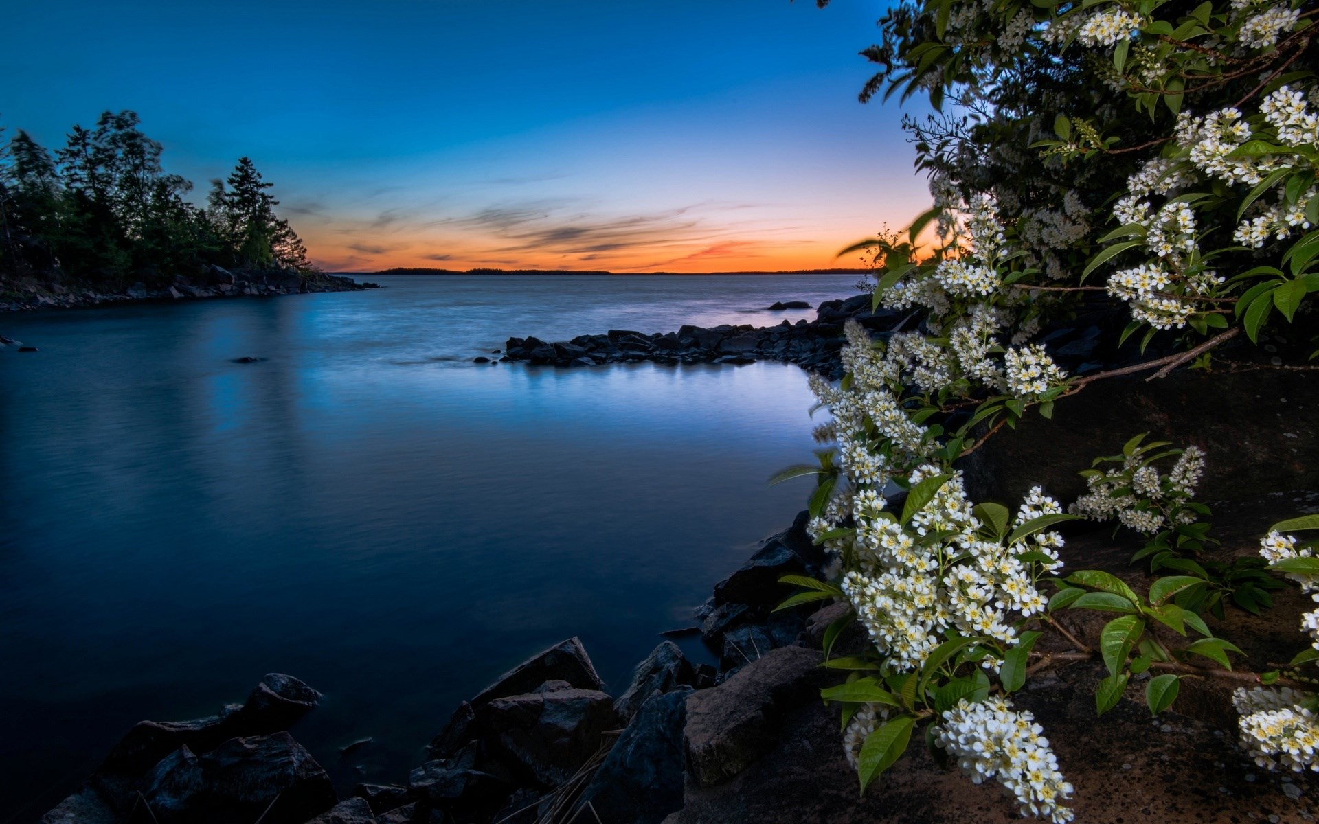 Sunset over a calm lake with flowering branches in the foreground HD Wallpaper