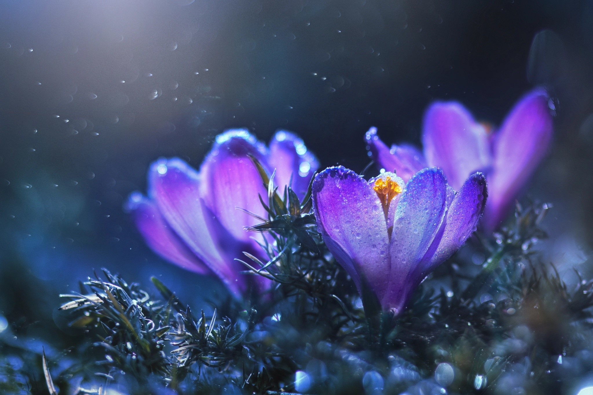 Purple crocuses with water droplets in soft light HD Wallpaper
