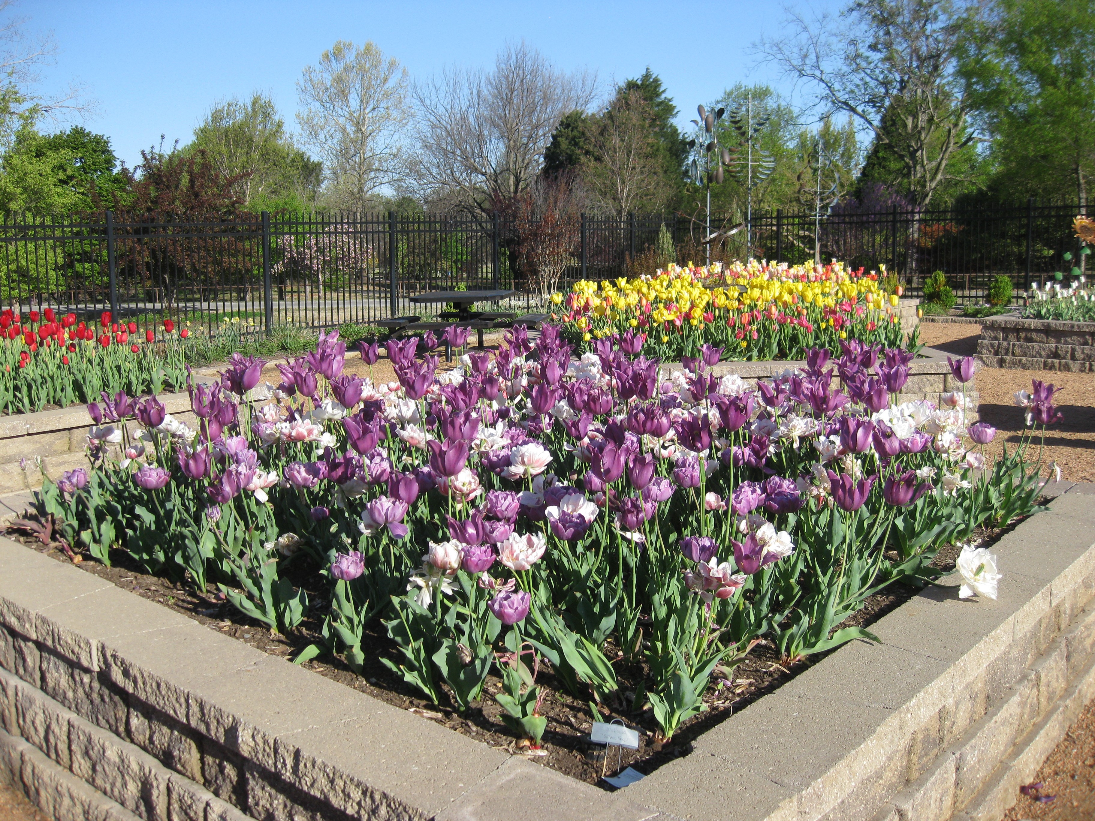 Tulips at Honor Heights Park, USA HD Wallpaper