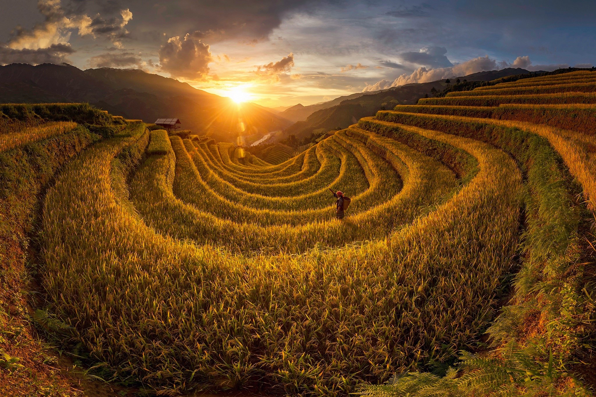 Terraced Rice Fields in Vietnam at Sunset HD Wallpaper