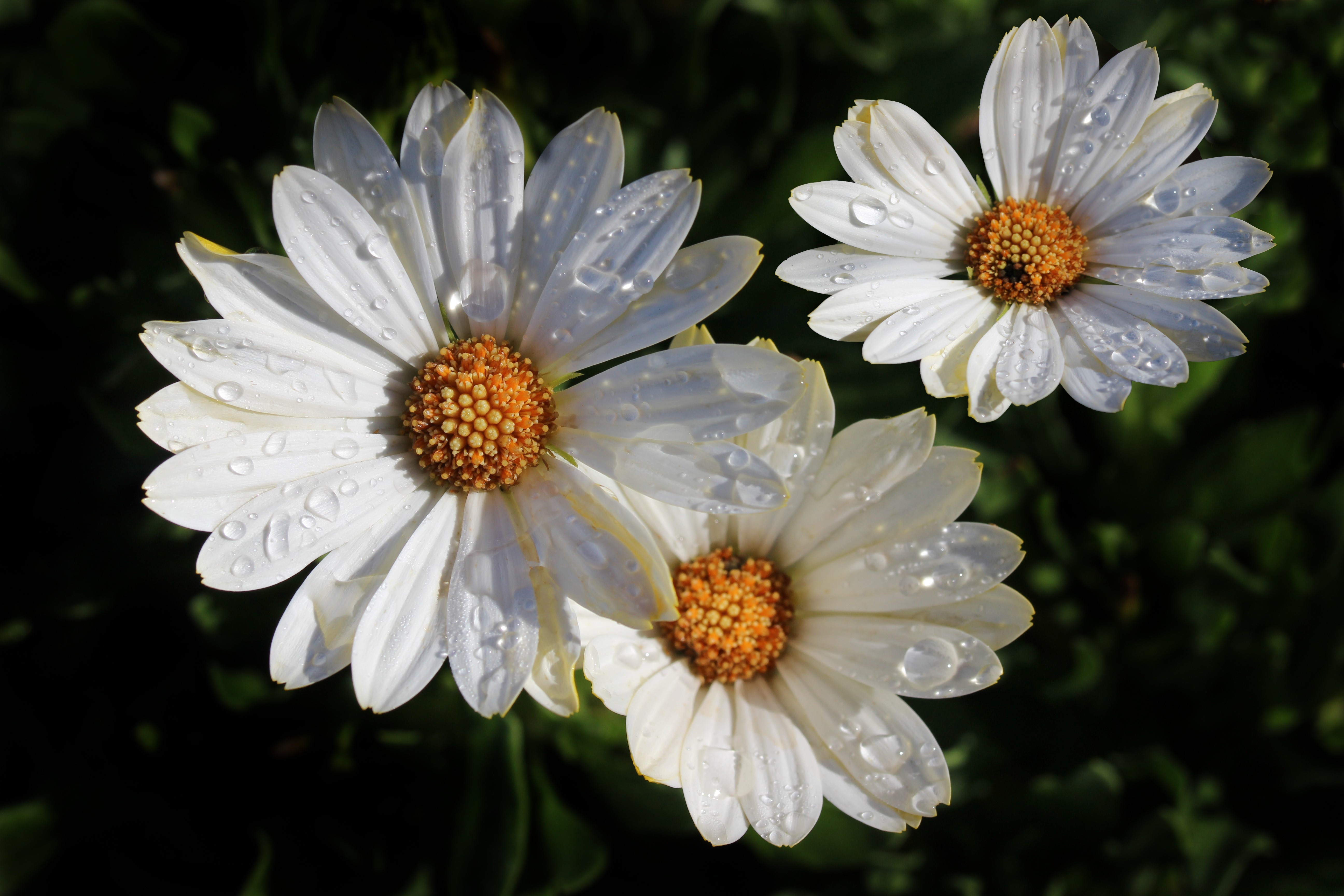 White daisies with water drops HD Wallpaper