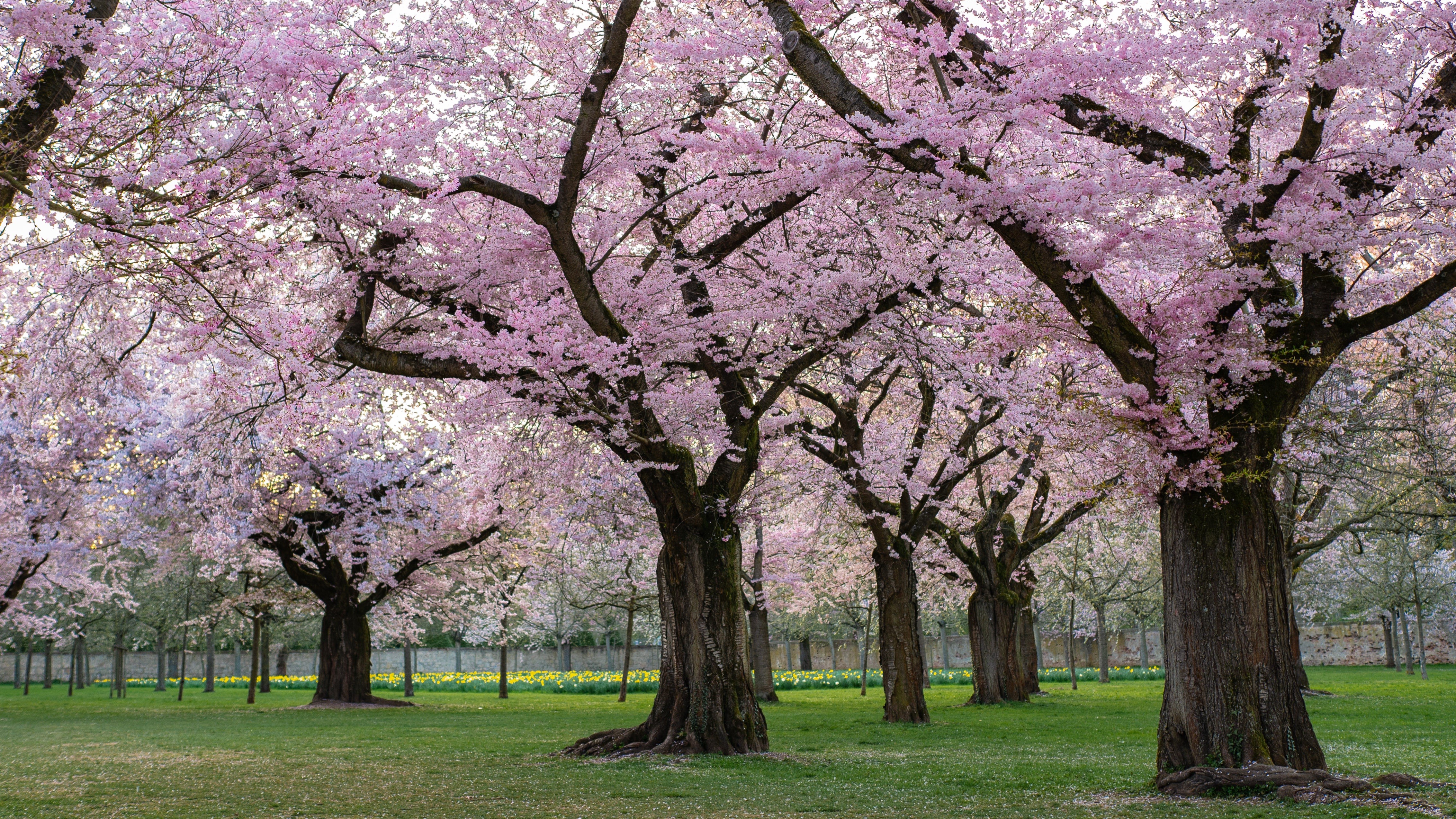 4K Decorative Cherry Flowering Trees in Gardens and Parks HD Wallpaper