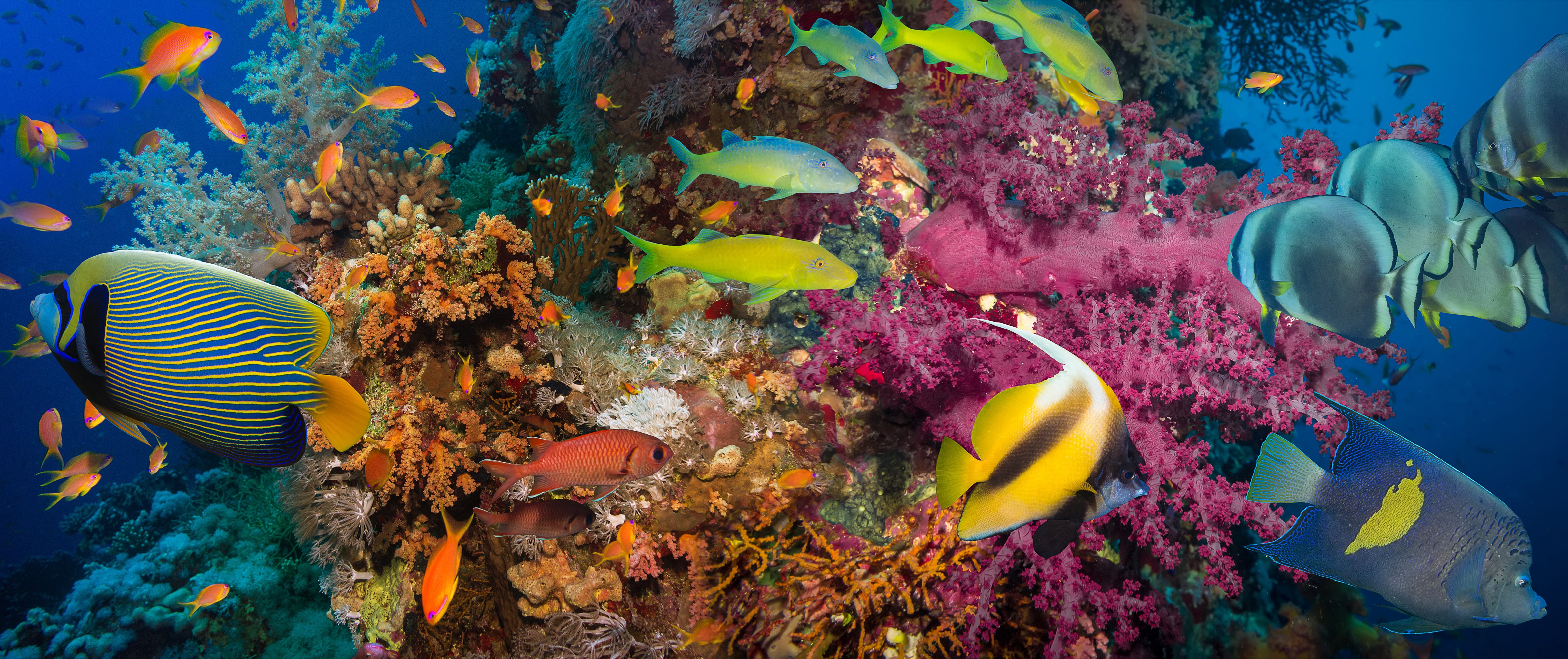 4K Underwater World Corals and Fish HD Wallpaper