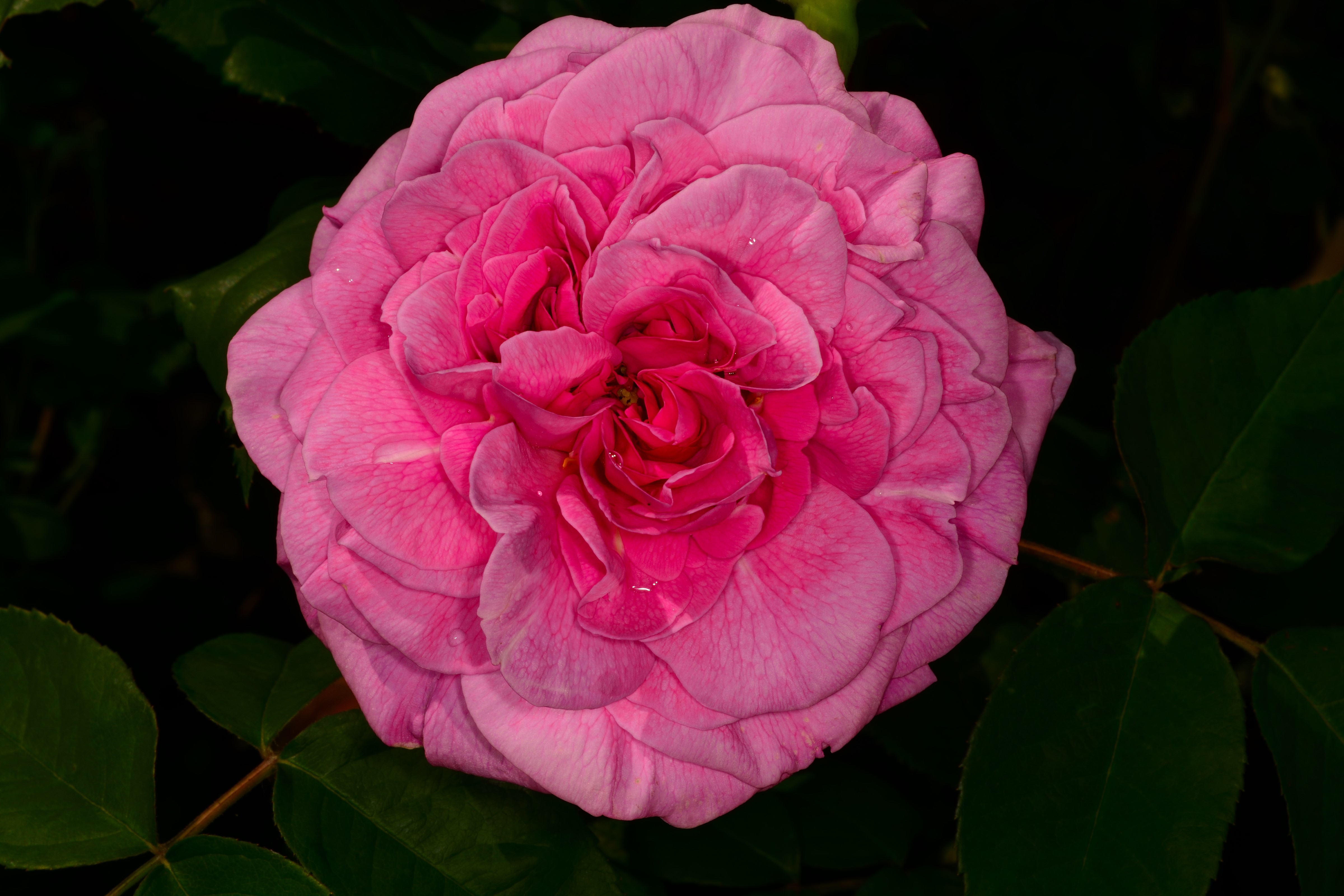 Pink Rose Closeup HD Wallpaper