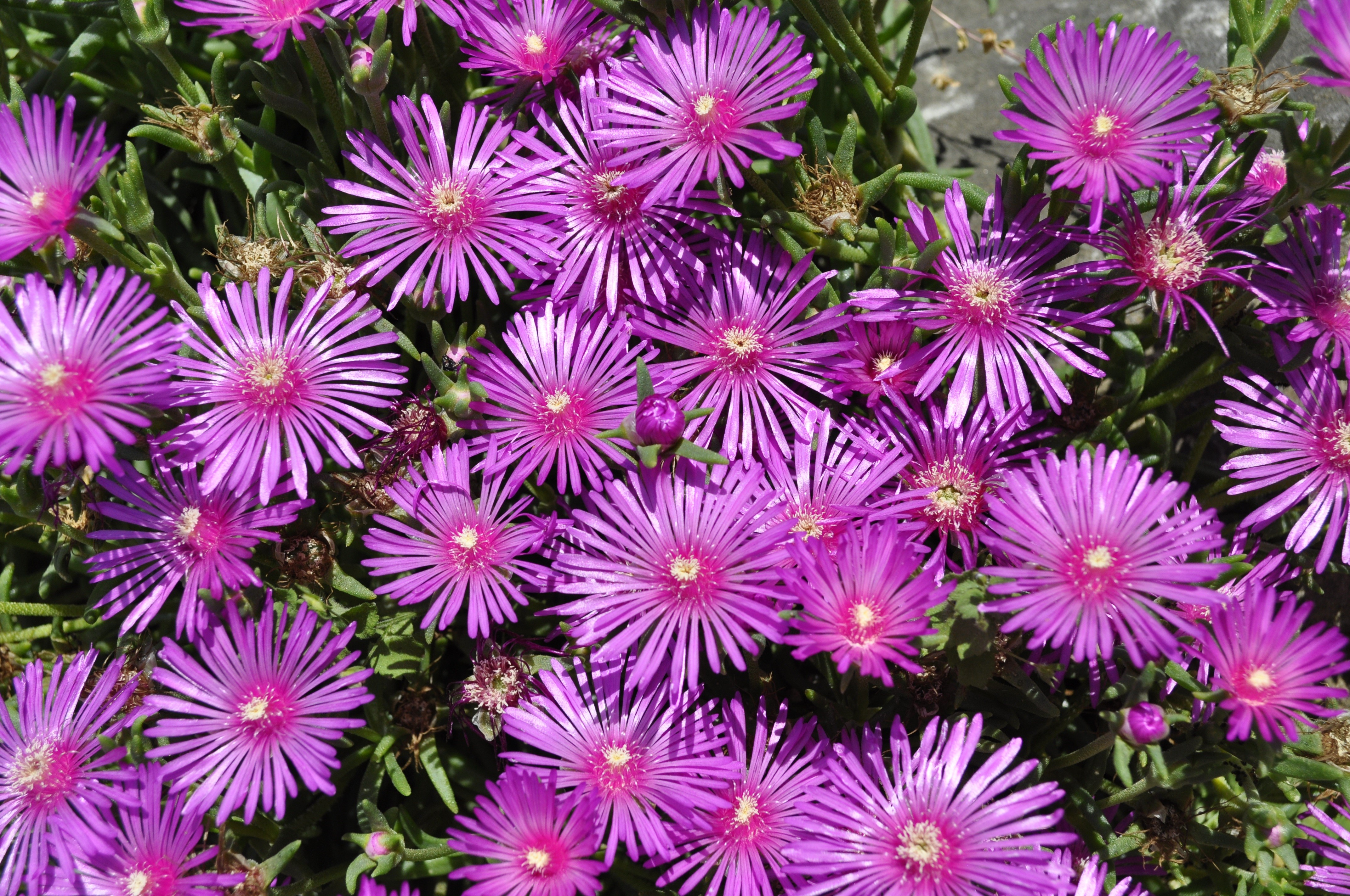 Many Pink Delosperma Flowers HD Wallpaper