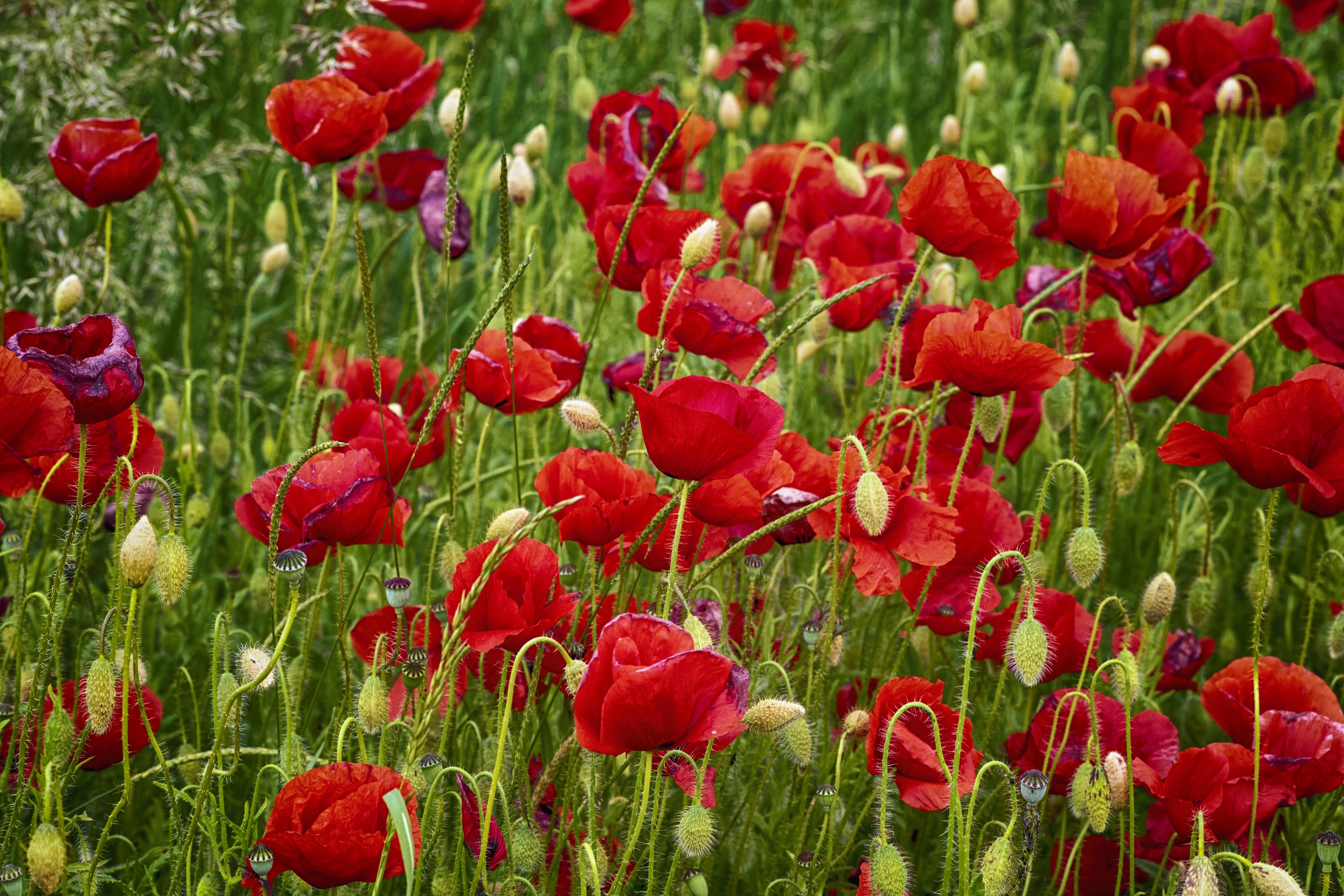 Field of Red Poppies and Buds HD Wallpaper