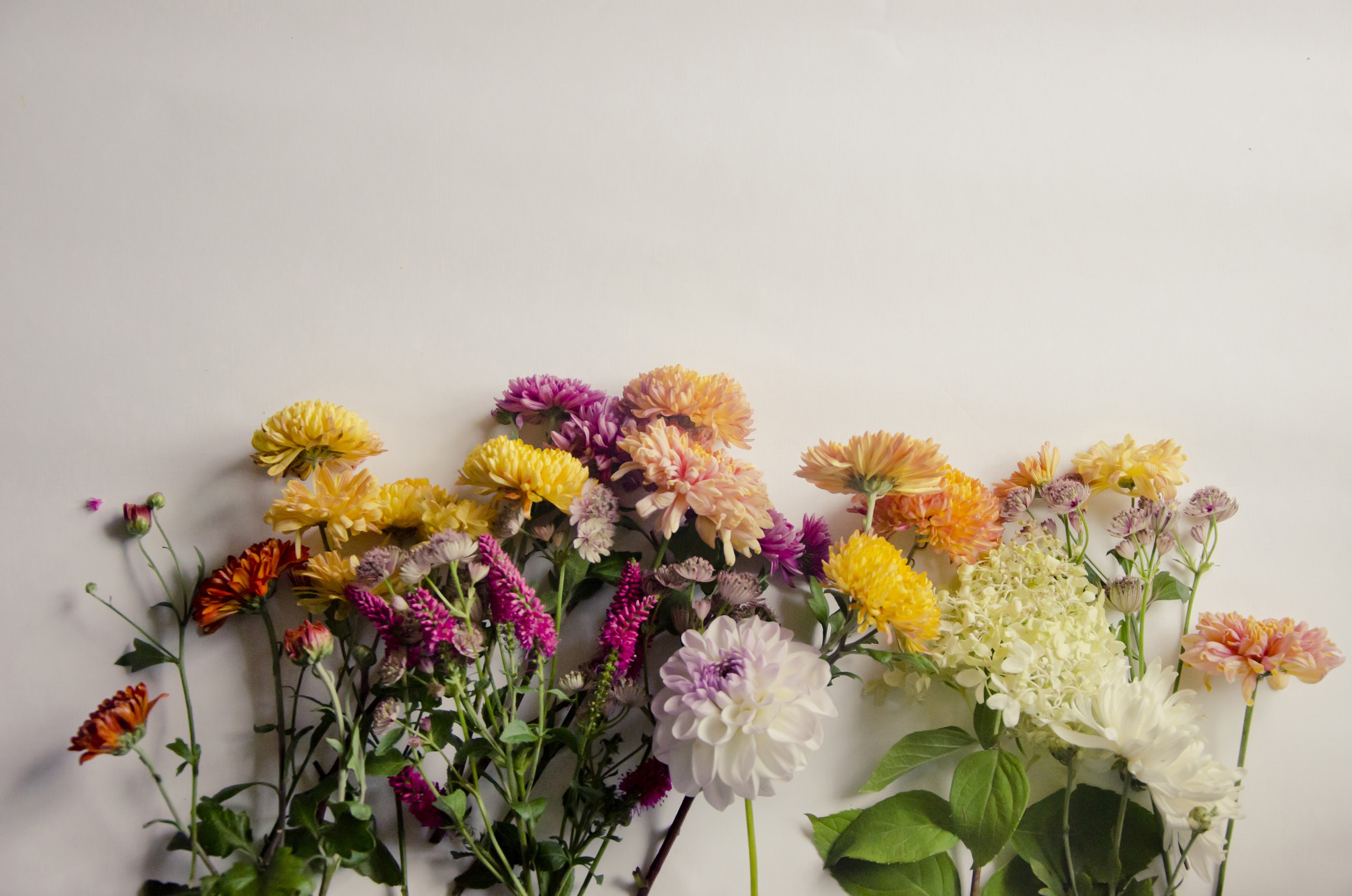 Assortment of Chrysanthemums and Dahlias on Gray Background HD Wallpaper