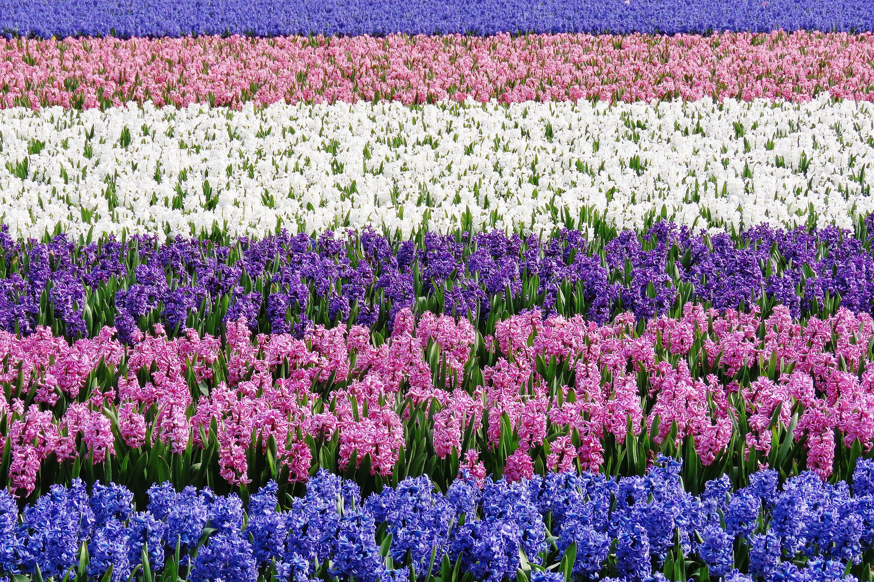 Field of colorful hyacinths in rows HD Wallpaper
