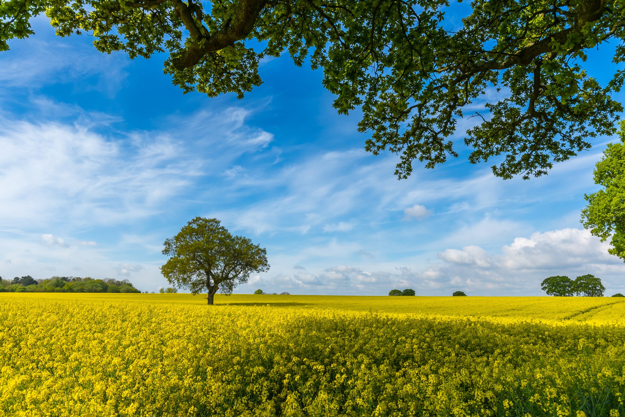 Field of yellow rapeseed flowers under a blue sky with trees HD Wallpaper