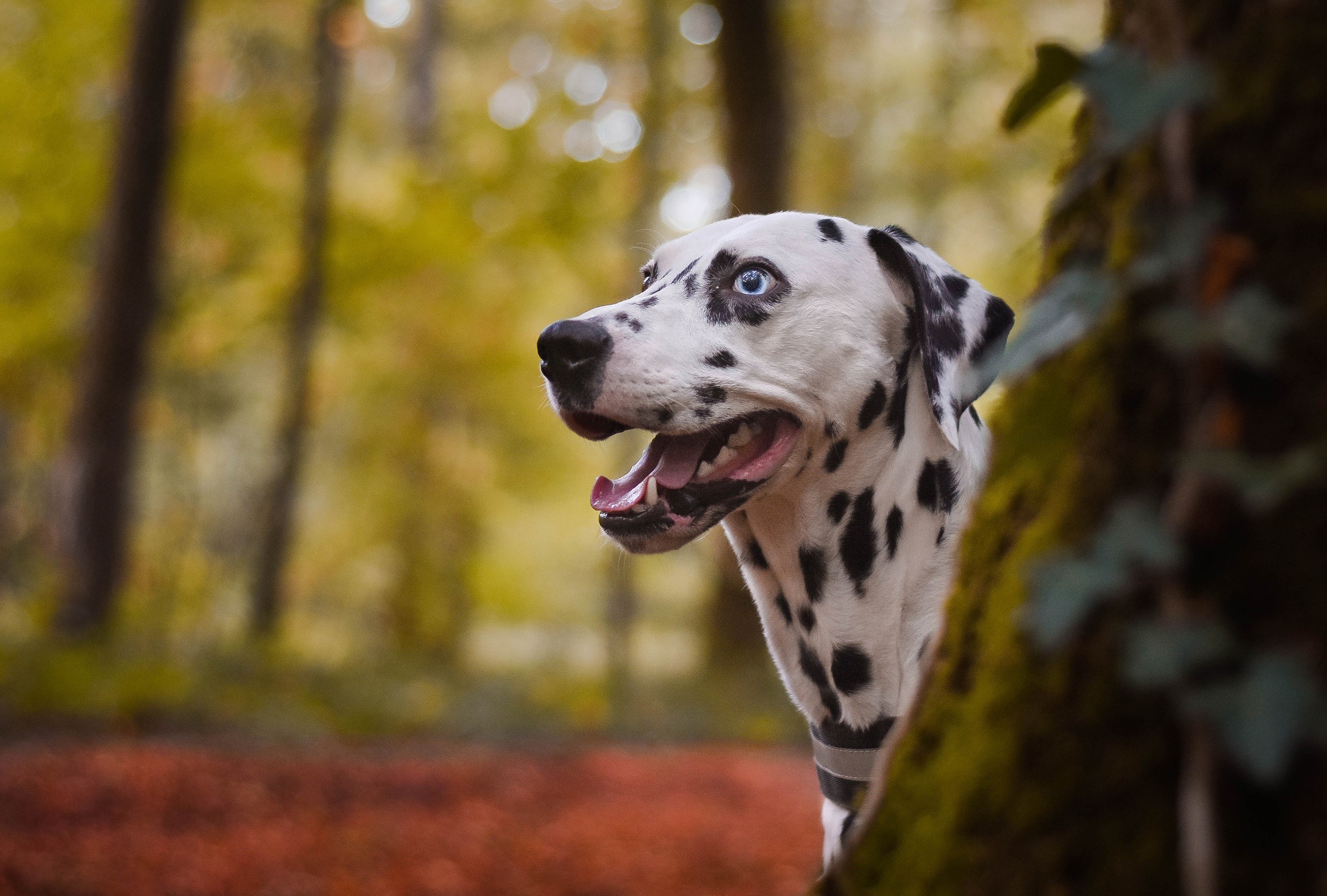 Dalmatian dog with blue eyes peeking from behind a tree HD Wallpaper