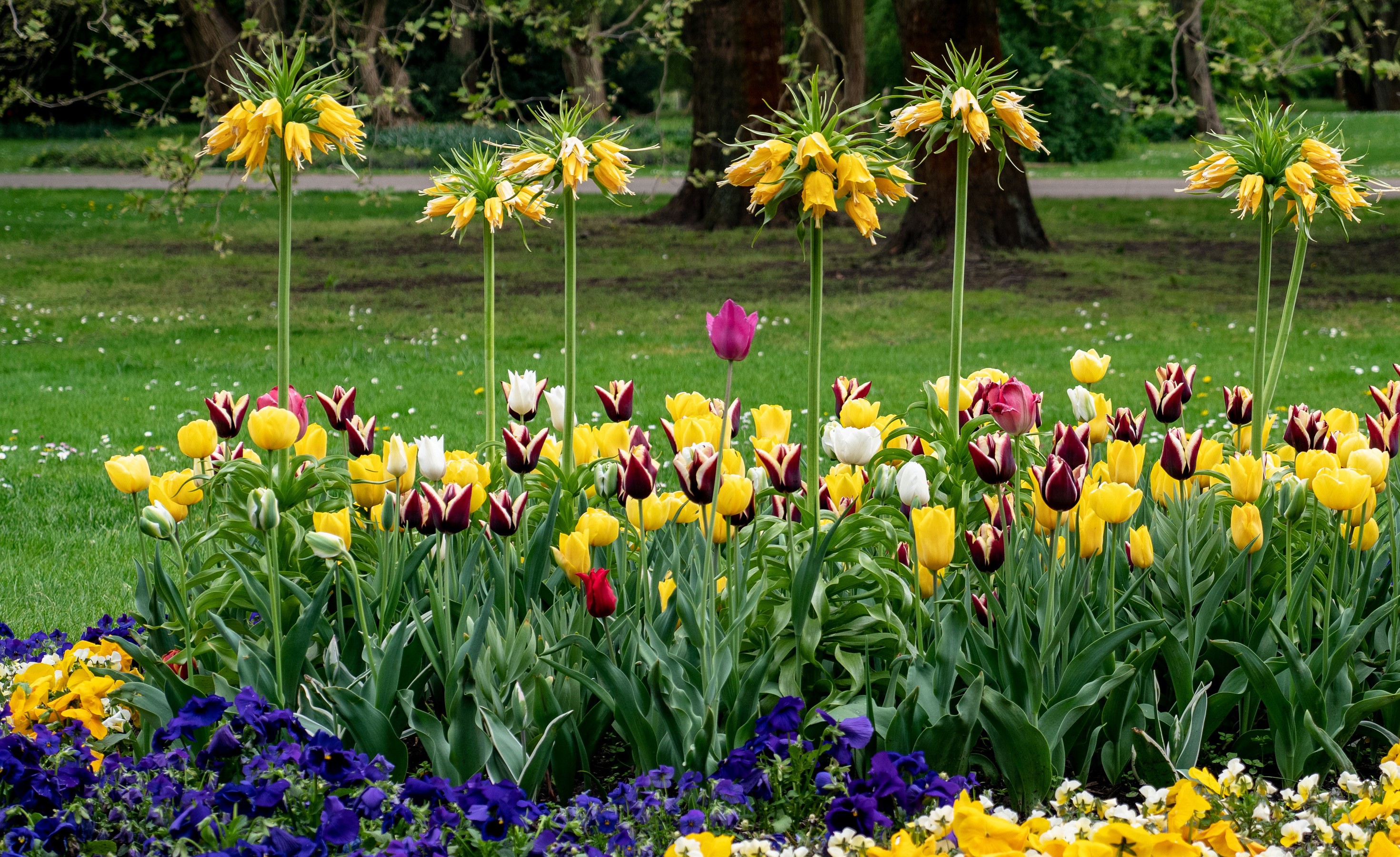 Fritillaria and Tulips in a German Garden HD Wallpaper