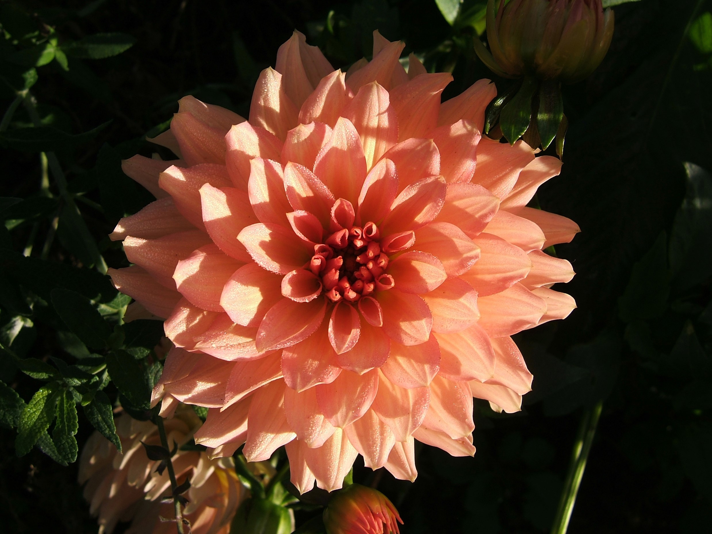 Close-up of a pink dahlia flower HD Wallpaper
