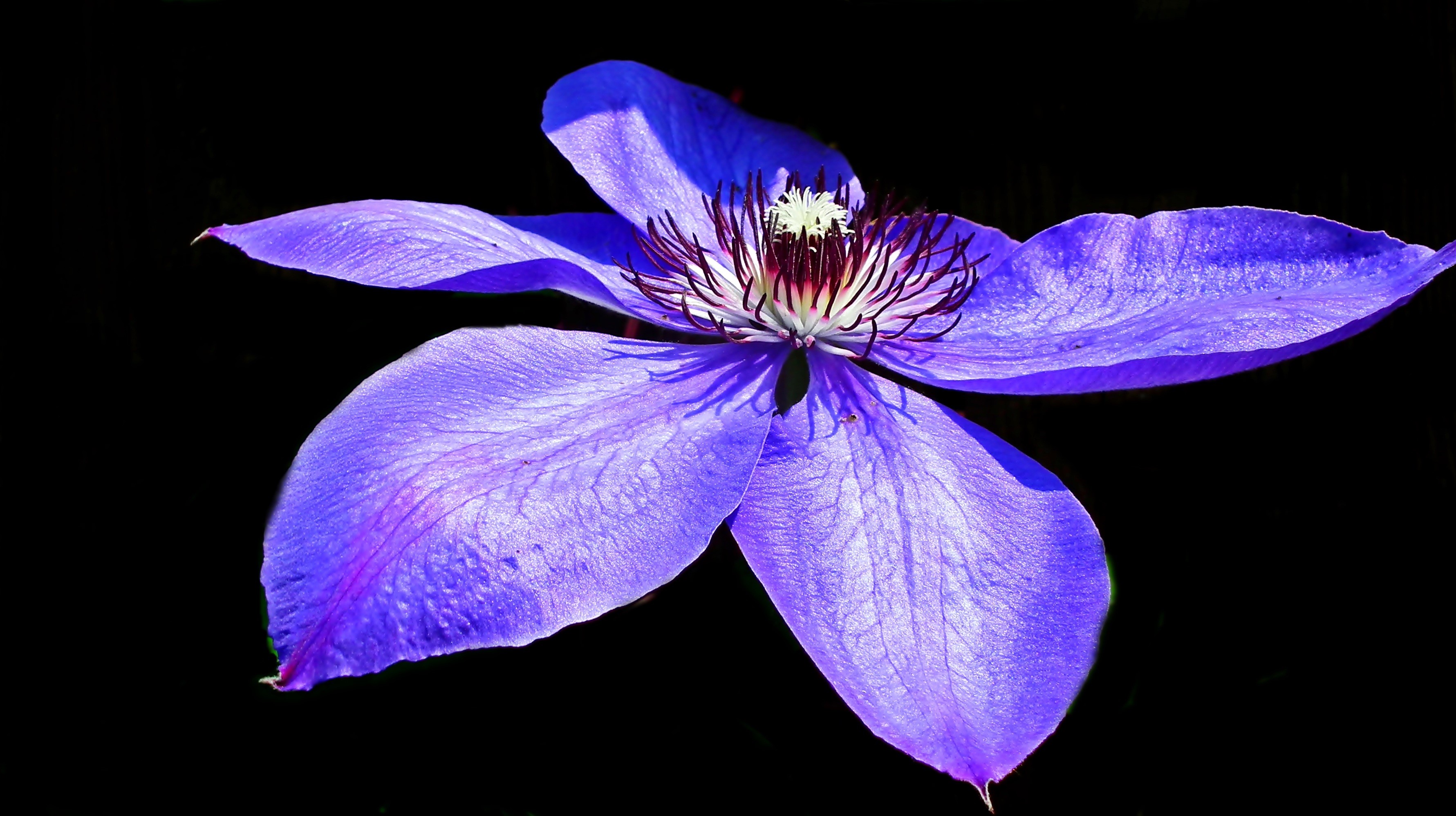 Purple Clematis flower with black background HD Wallpaper