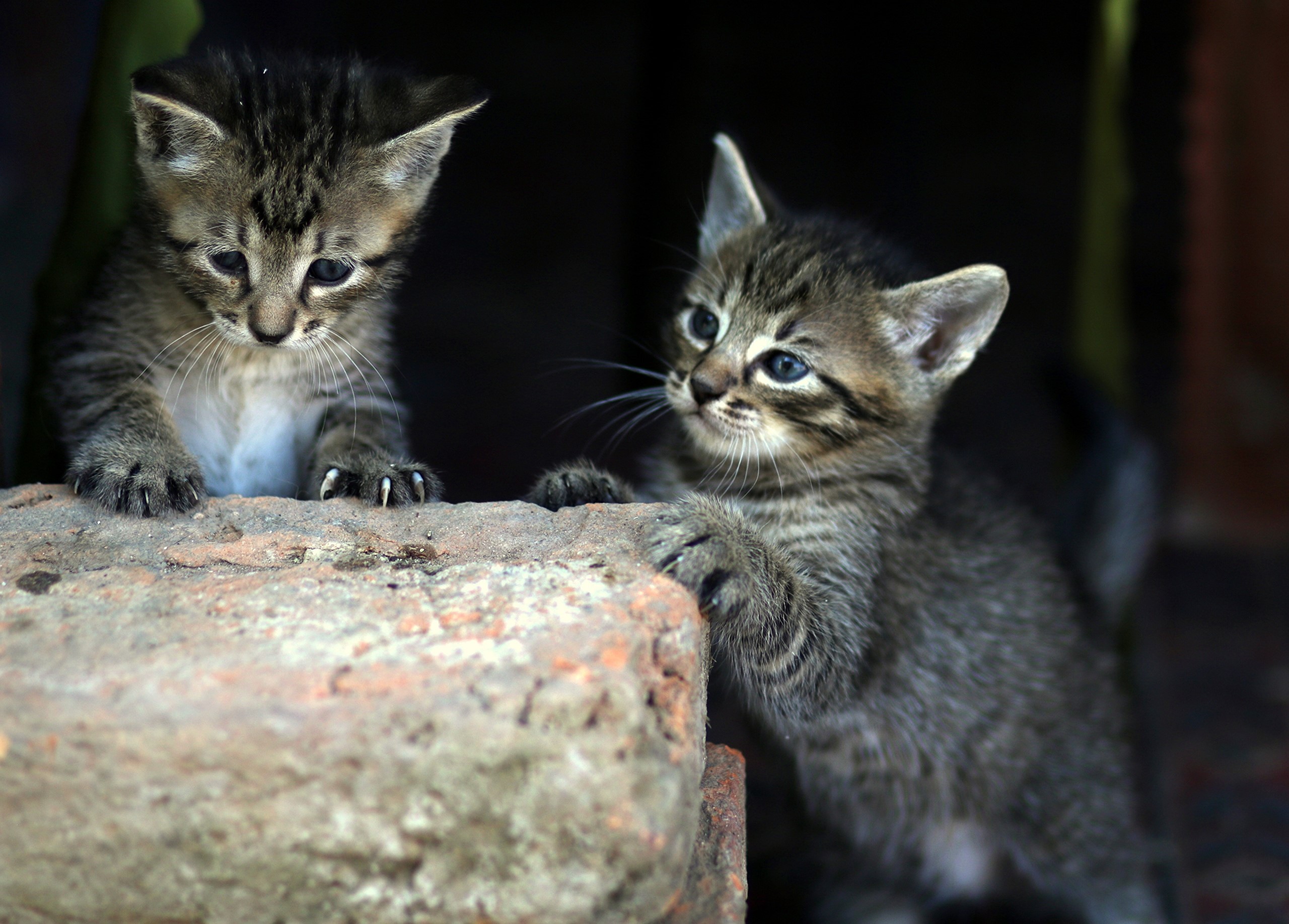 Two tabby kittens on a brick HD Wallpaper
