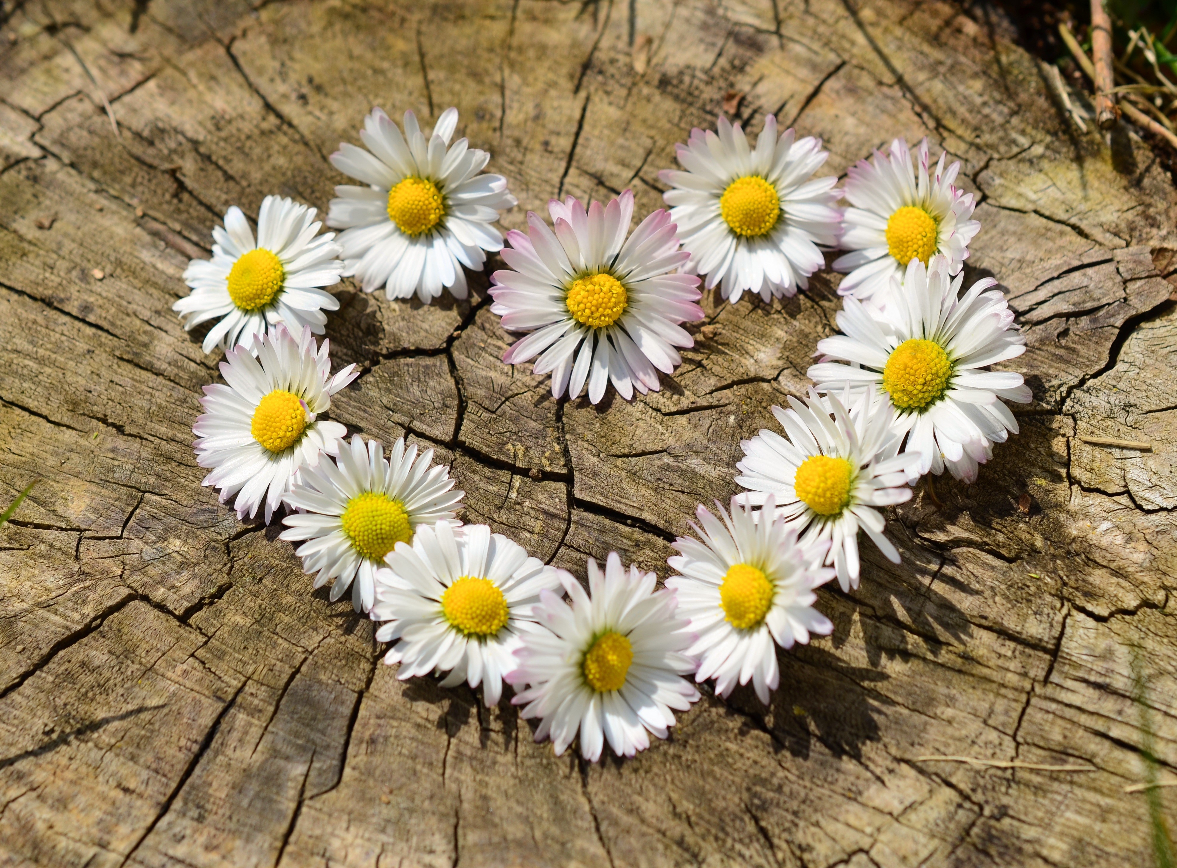Daisies arranged in a heart shape on a tree stump HD Wallpaper