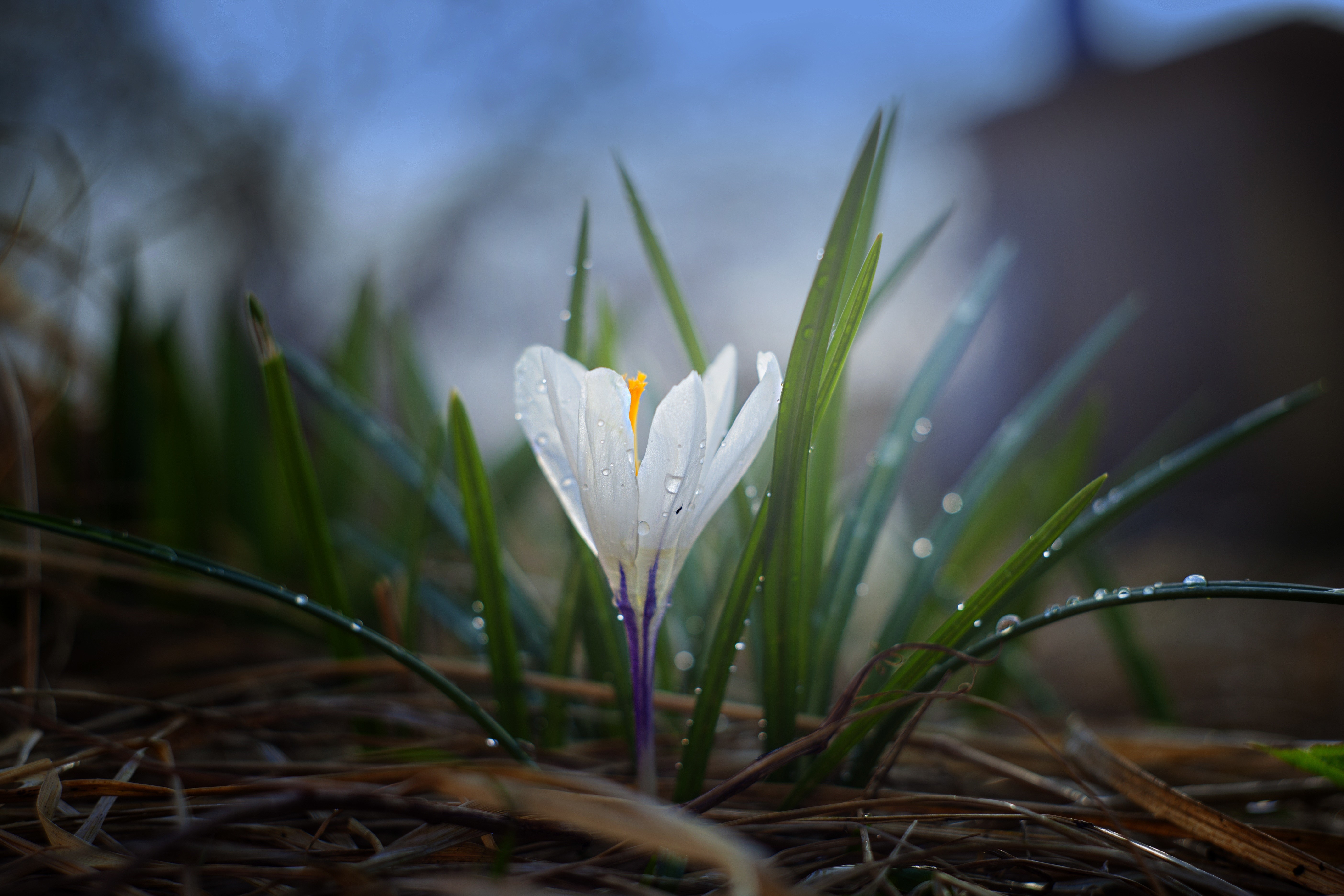 4K Closeup of White Crocus with Dew Drops HD Wallpaper