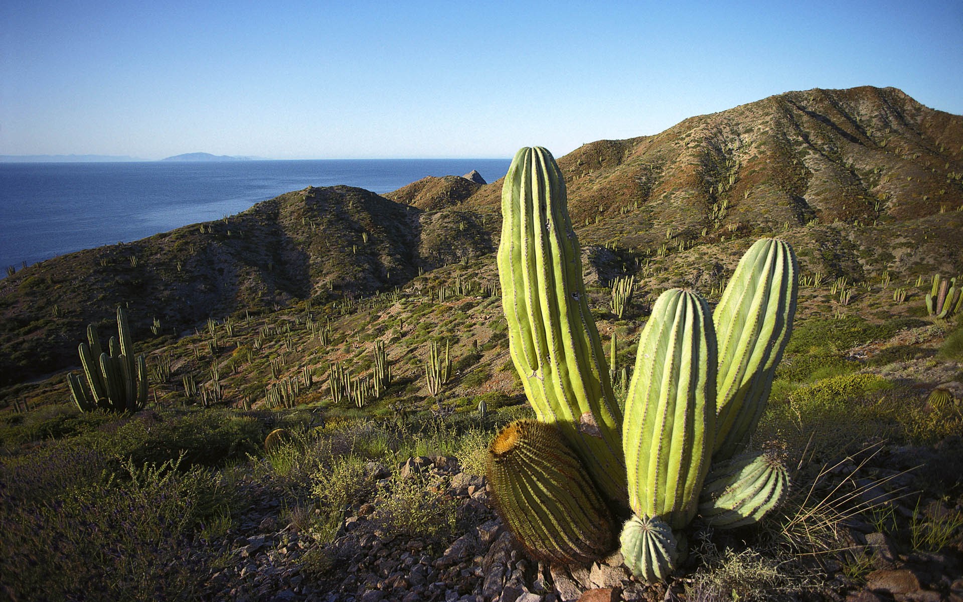 Cactus landscape overlooking the ocean HD Wallpaper