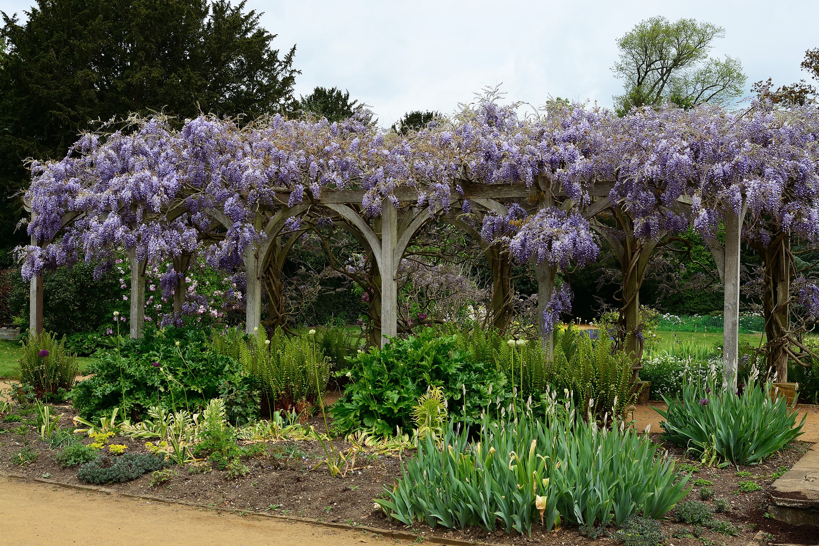 Wisteria flowers on a wooden pergola in a garden HD Wallpaper