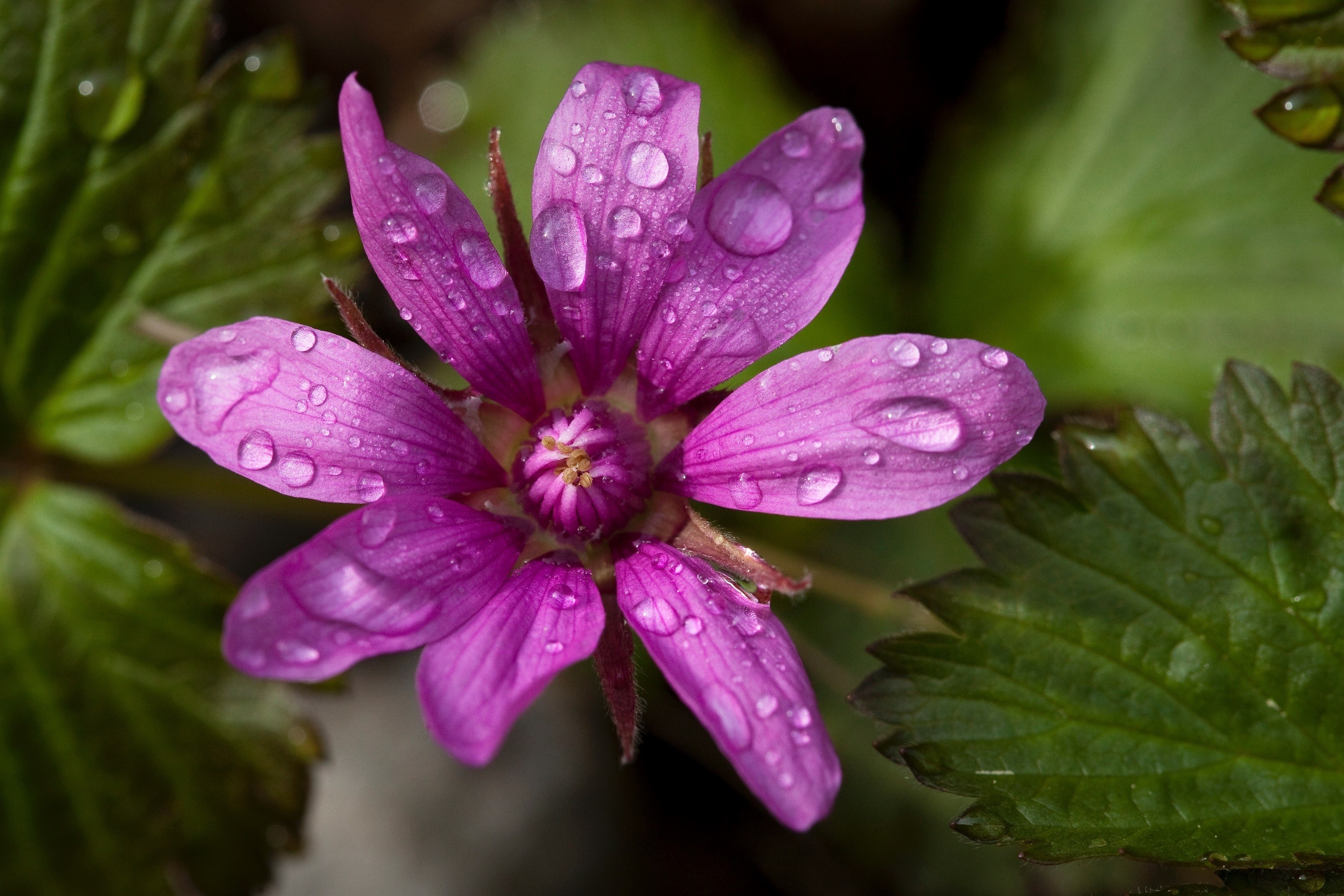 Purple flower with water drops and green leaves HD Wallpaper