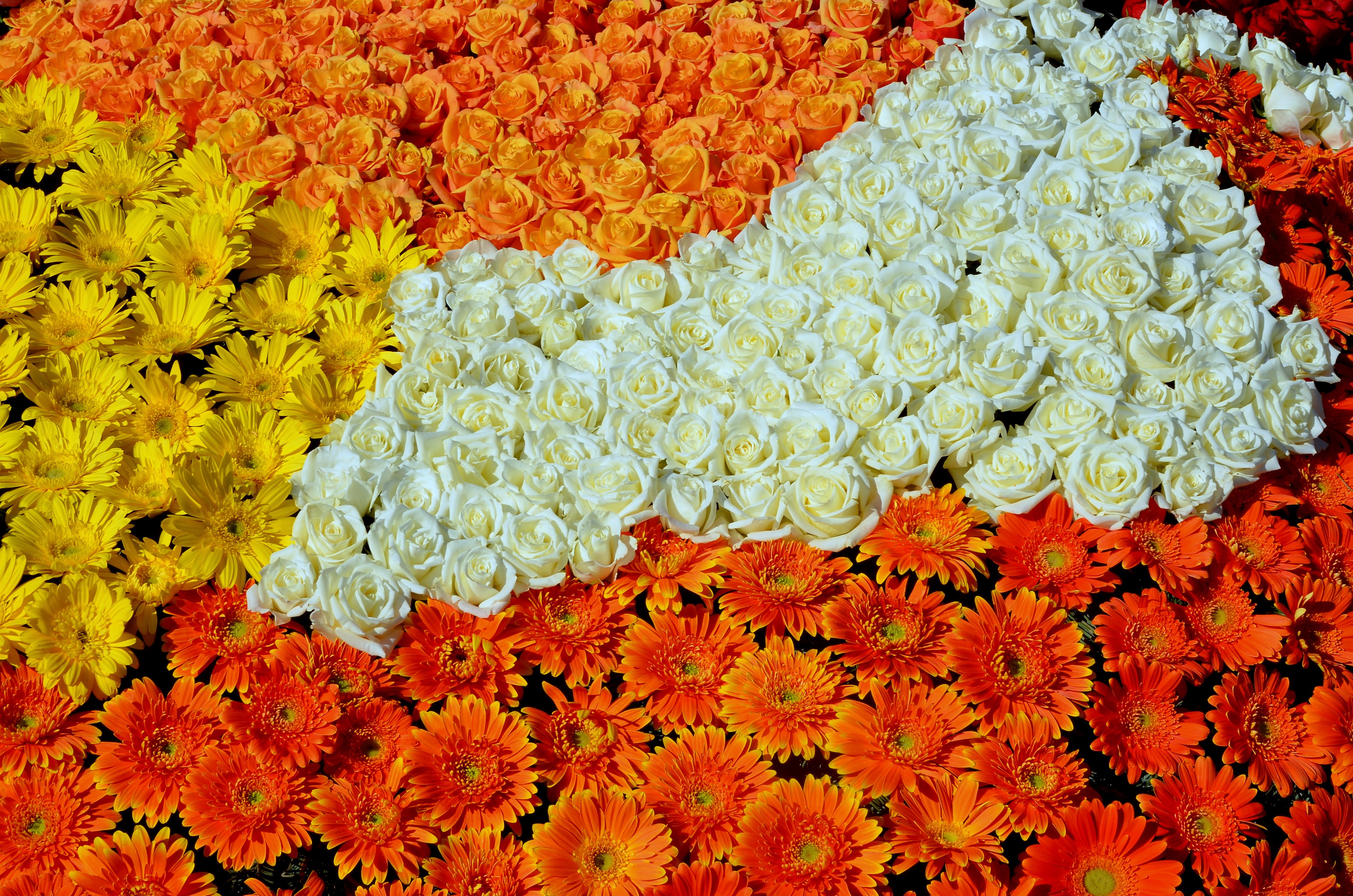 Flower arrangement of roses and gerberas HD Wallpaper