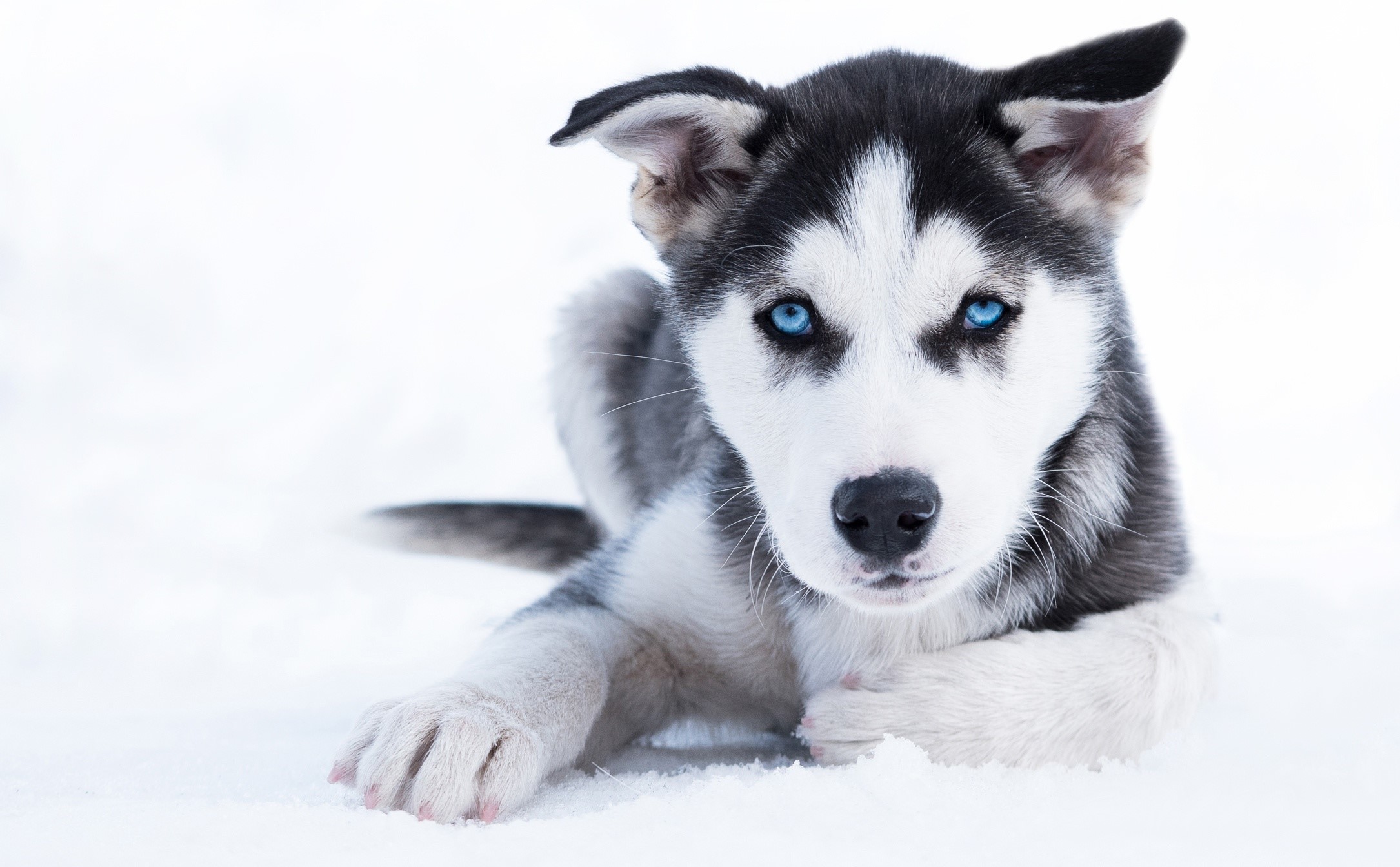 Blue-Eyed Husky Puppy Lying in Snow HD Wallpaper