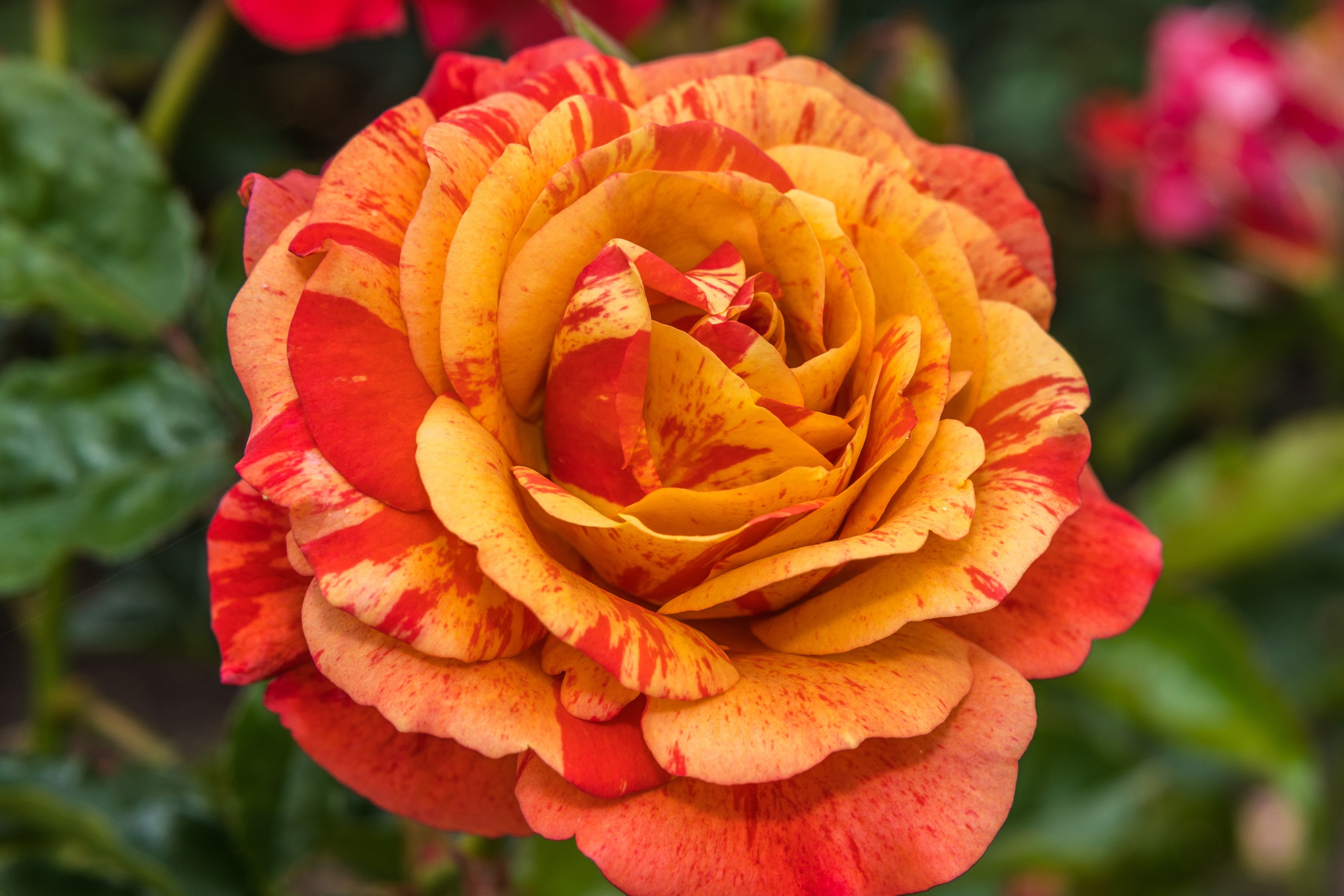 Close-up of a bi-colored orange and red rose HD Wallpaper