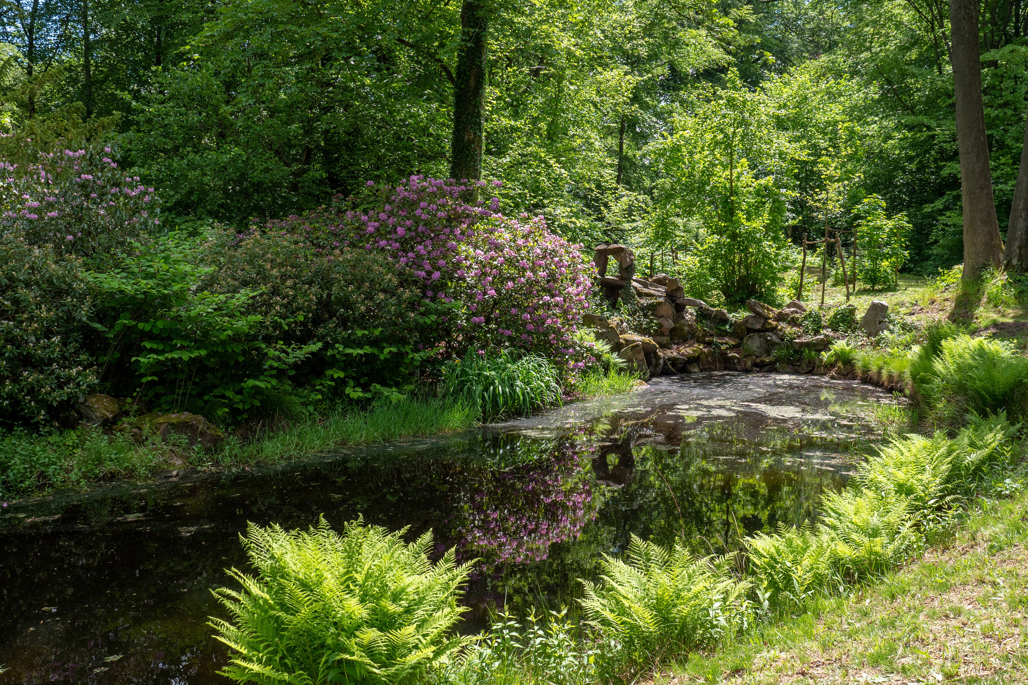 Wiesenburg Castle Park Pond with Rhododendrons and Ferns HD Wallpaper