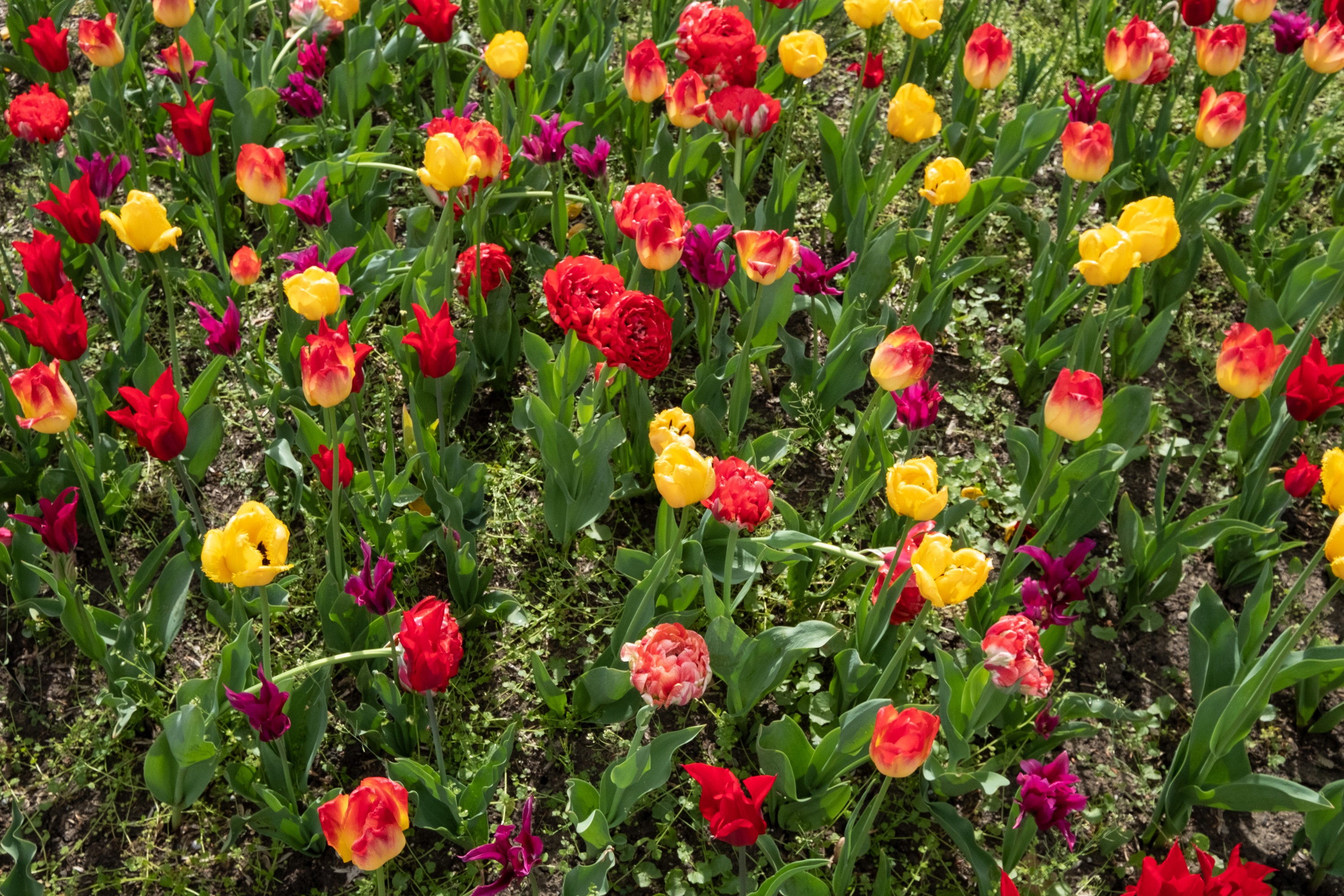 Field of Red, Yellow, and Purple Tulips HD Wallpaper