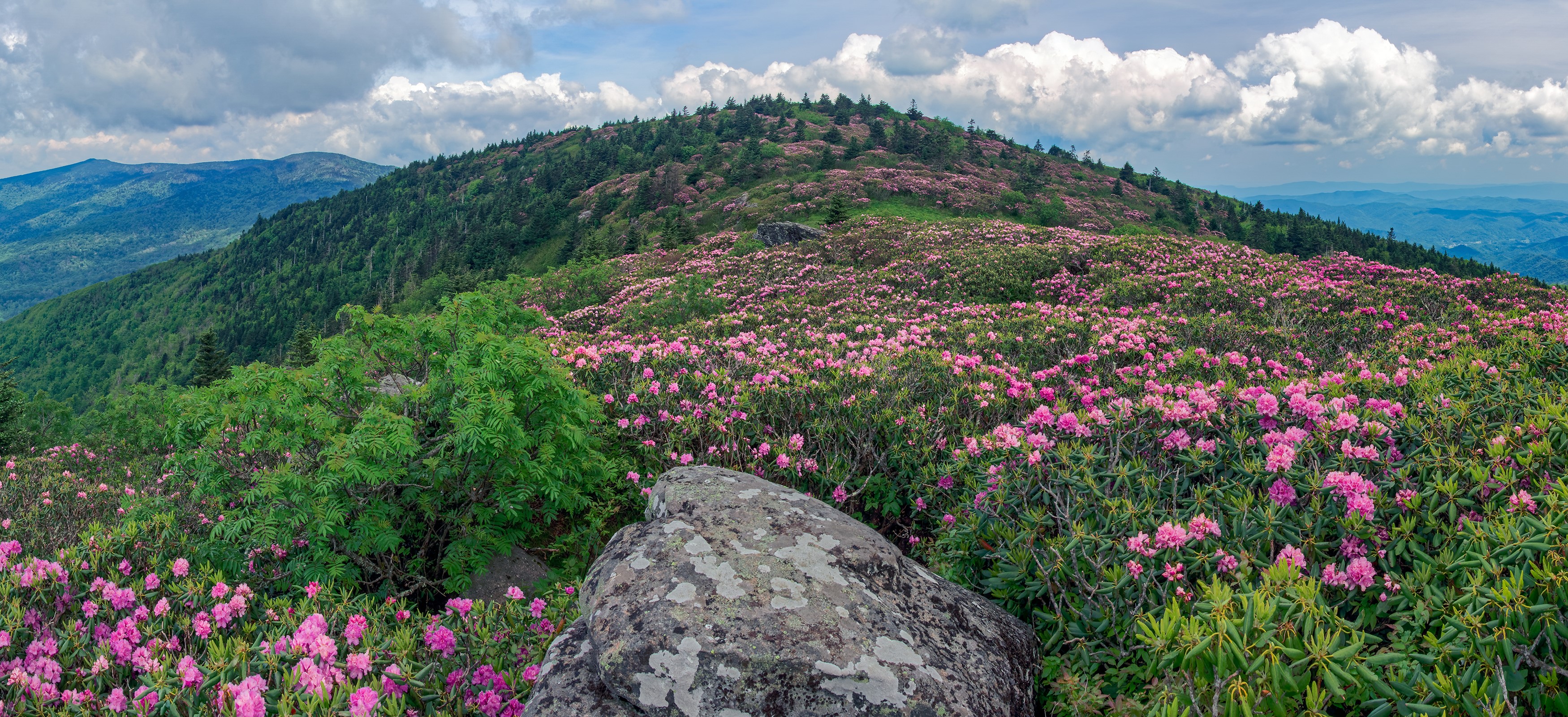 Roan Mountain Rhododendron Gardens in USA HD Wallpaper